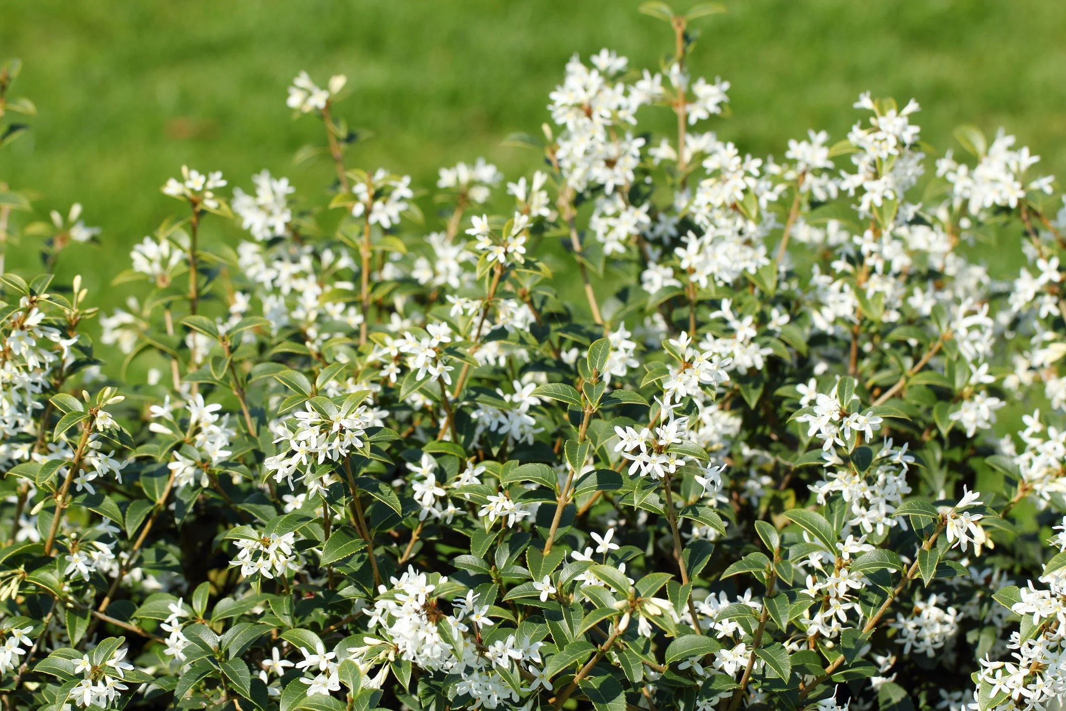 Osmanthus × burkwoodii