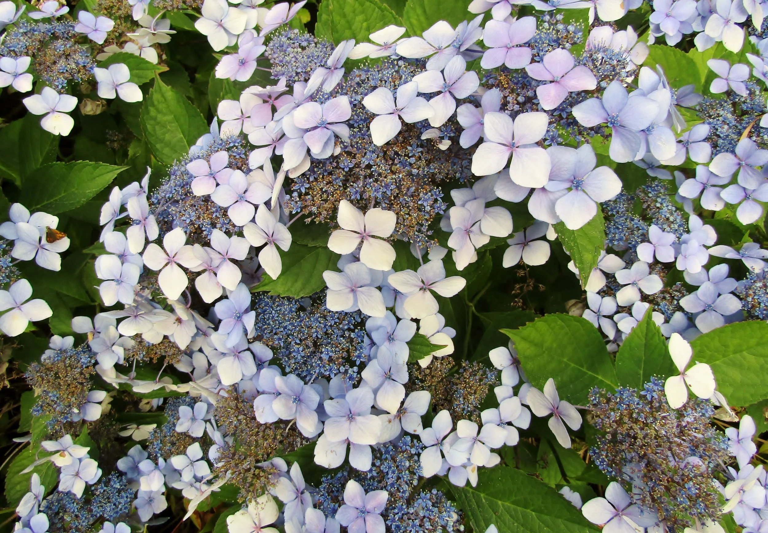 Hydrangea serrata 'Blue Bird'