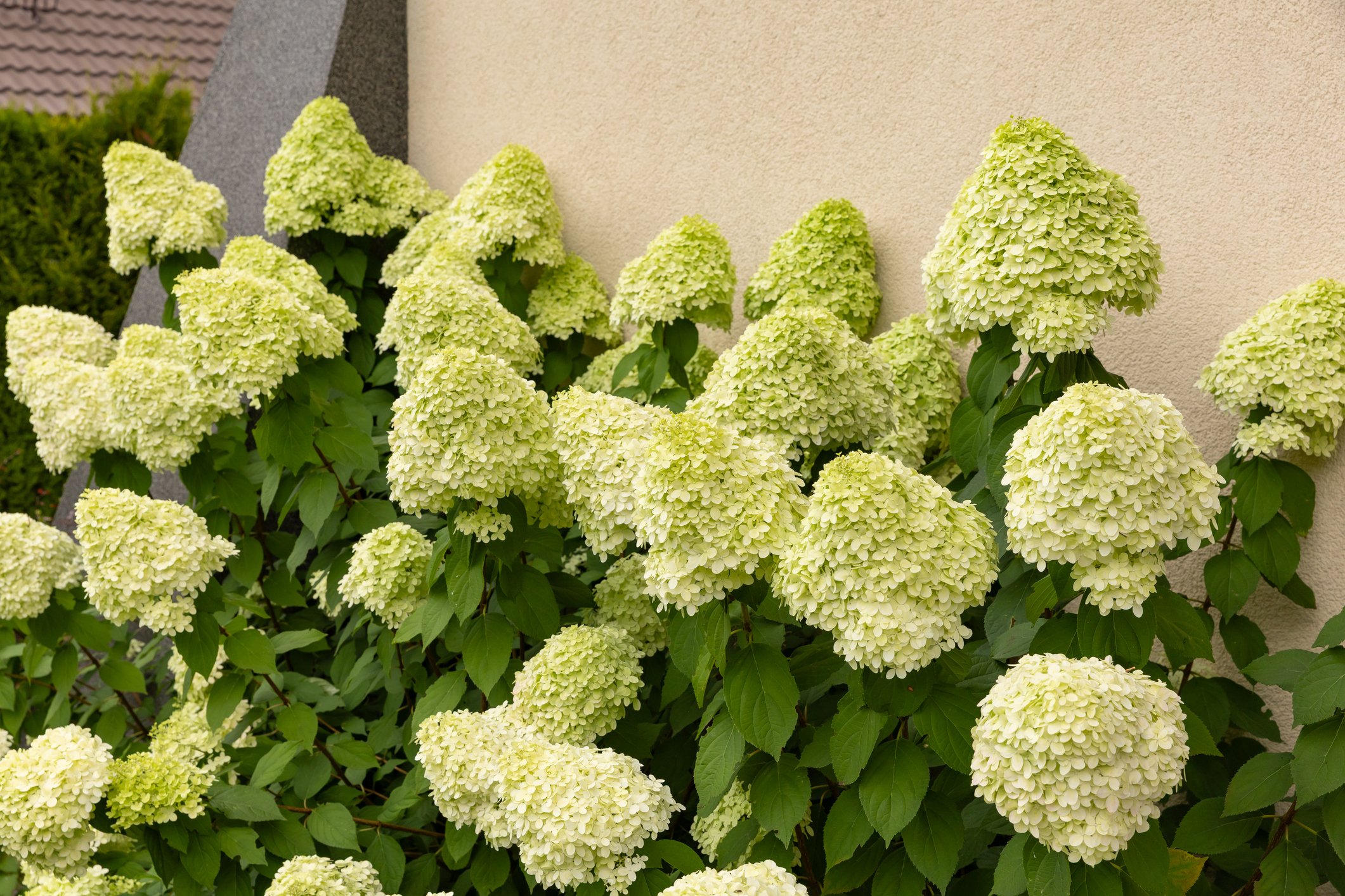Hydrangea paniculata Limelight