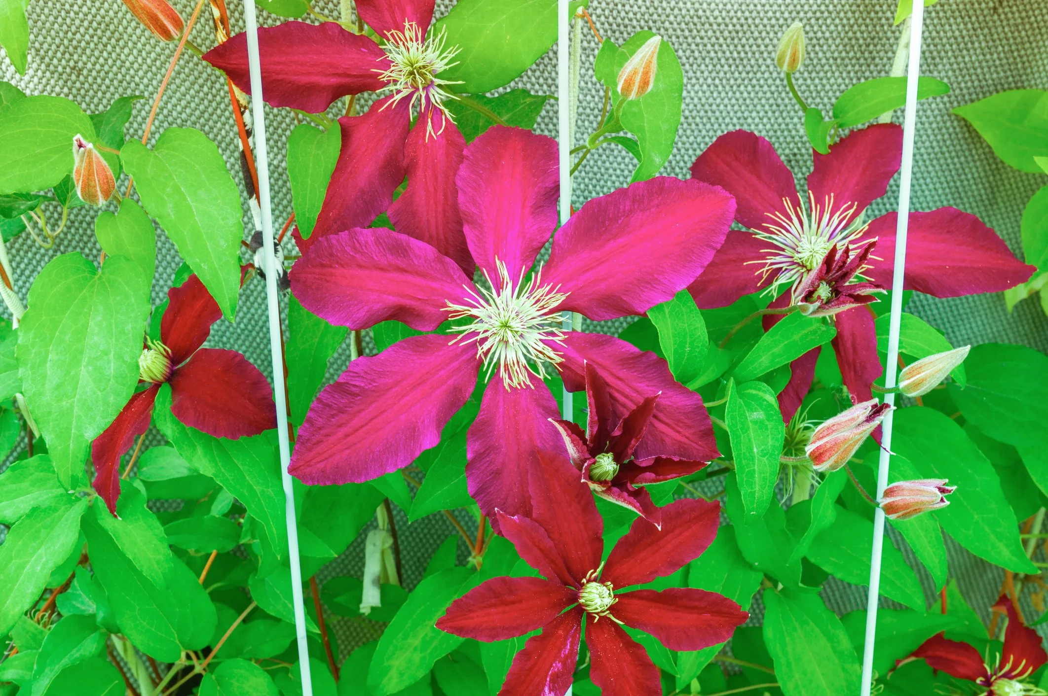 Clematis 'So Many Red Flowers'