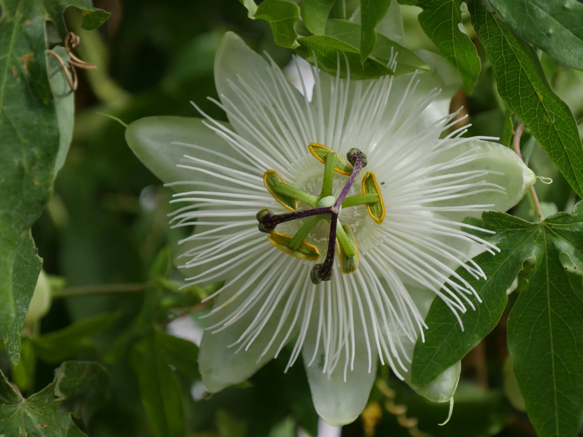 Passiflora 'Snow Queen'