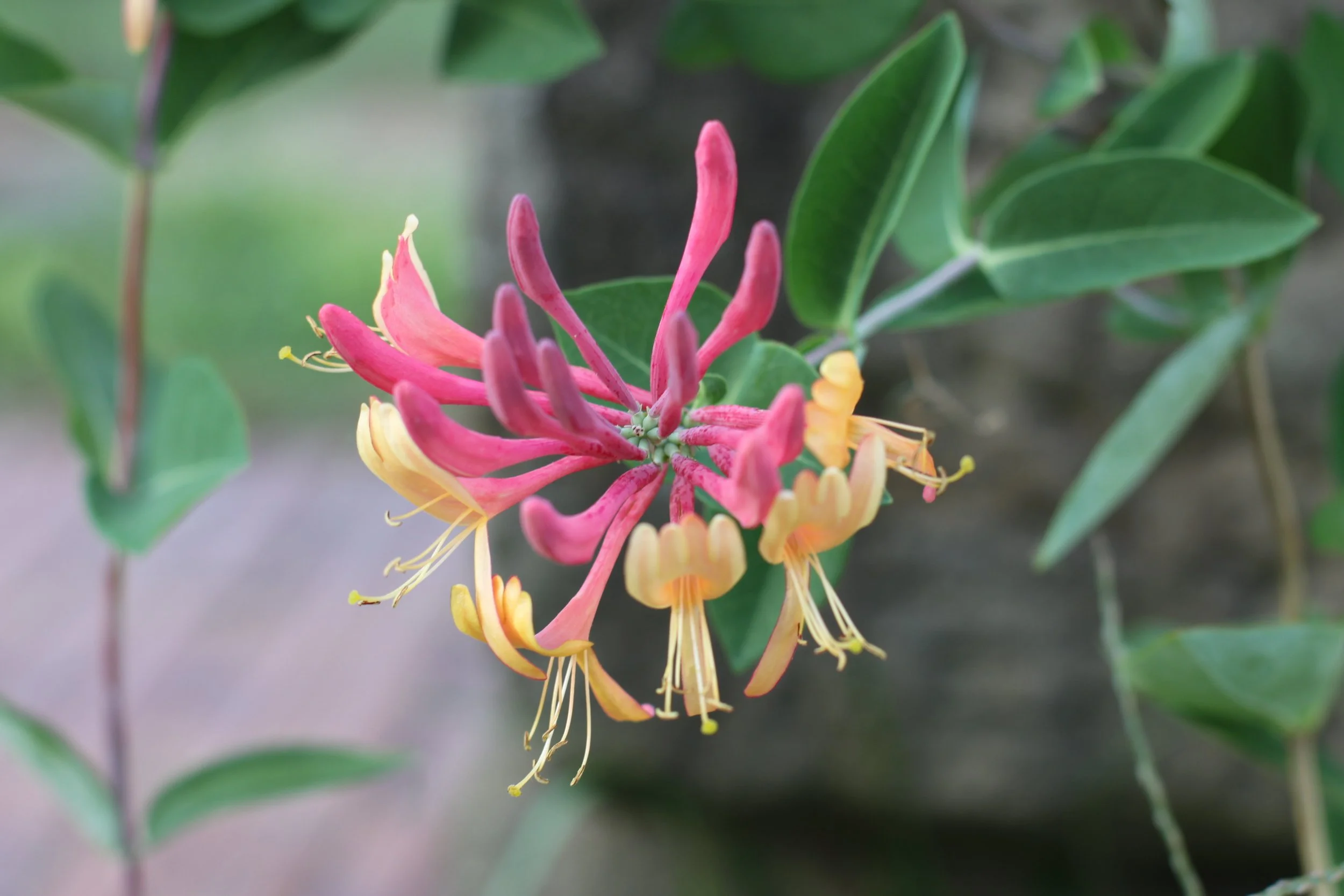 Lonicera × heckrottii 'American Beauty'