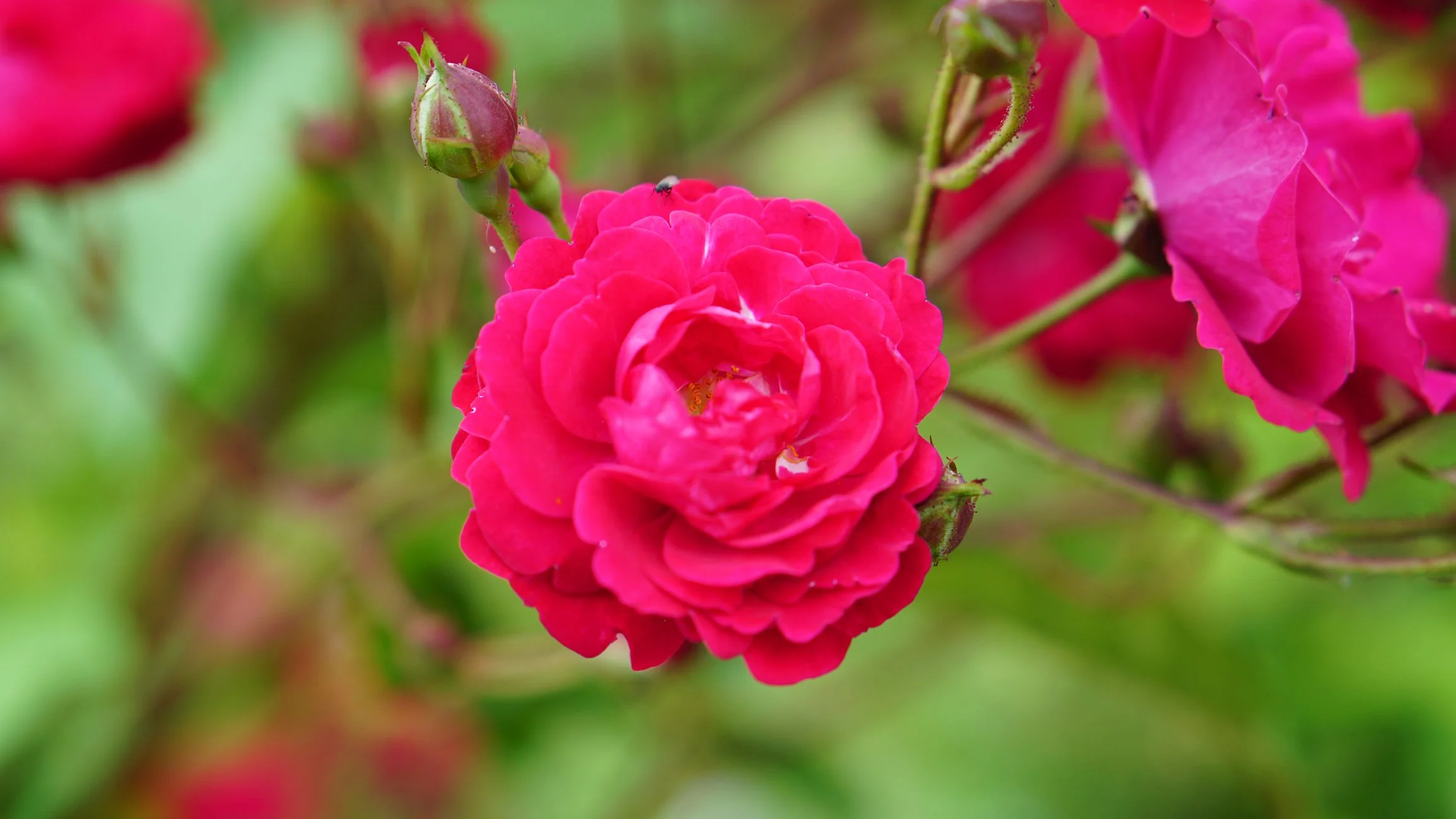 Rosa ‘Super Dorothy’