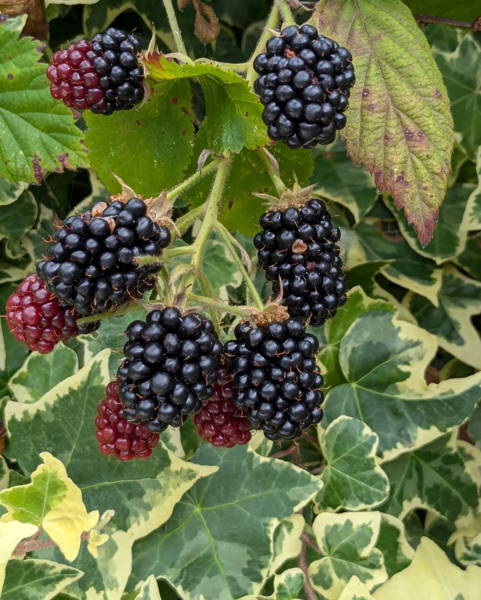 Rubus fruticosus ‘Thornless Evergreen’
