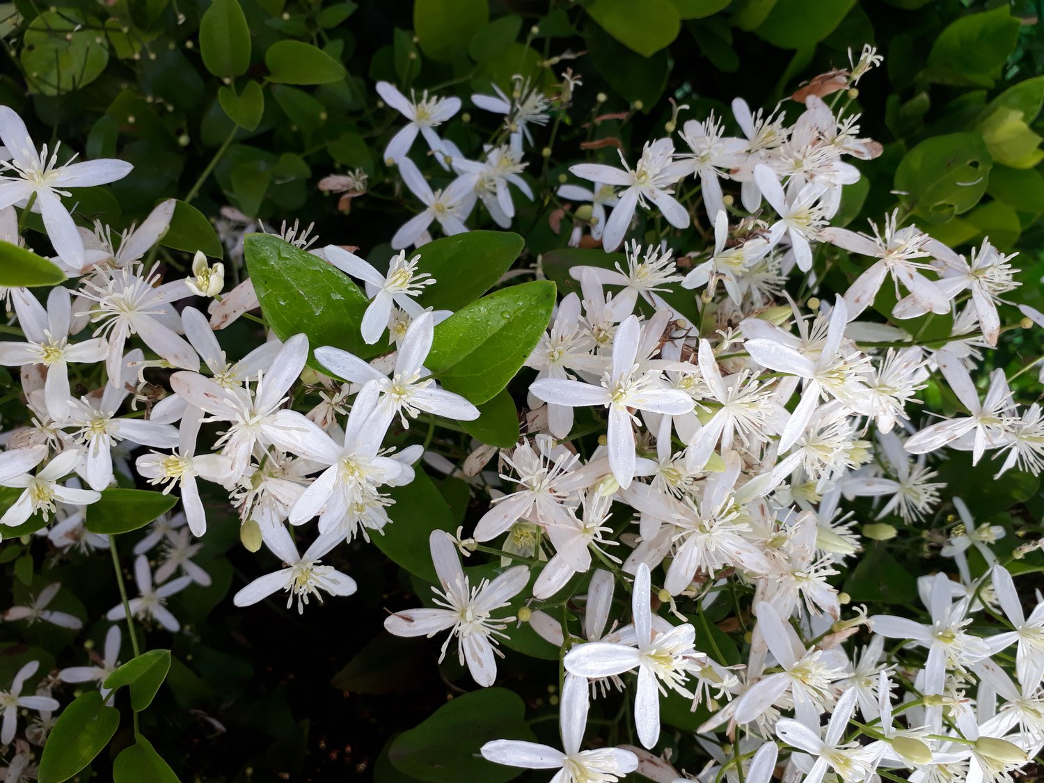 Clematis armandi