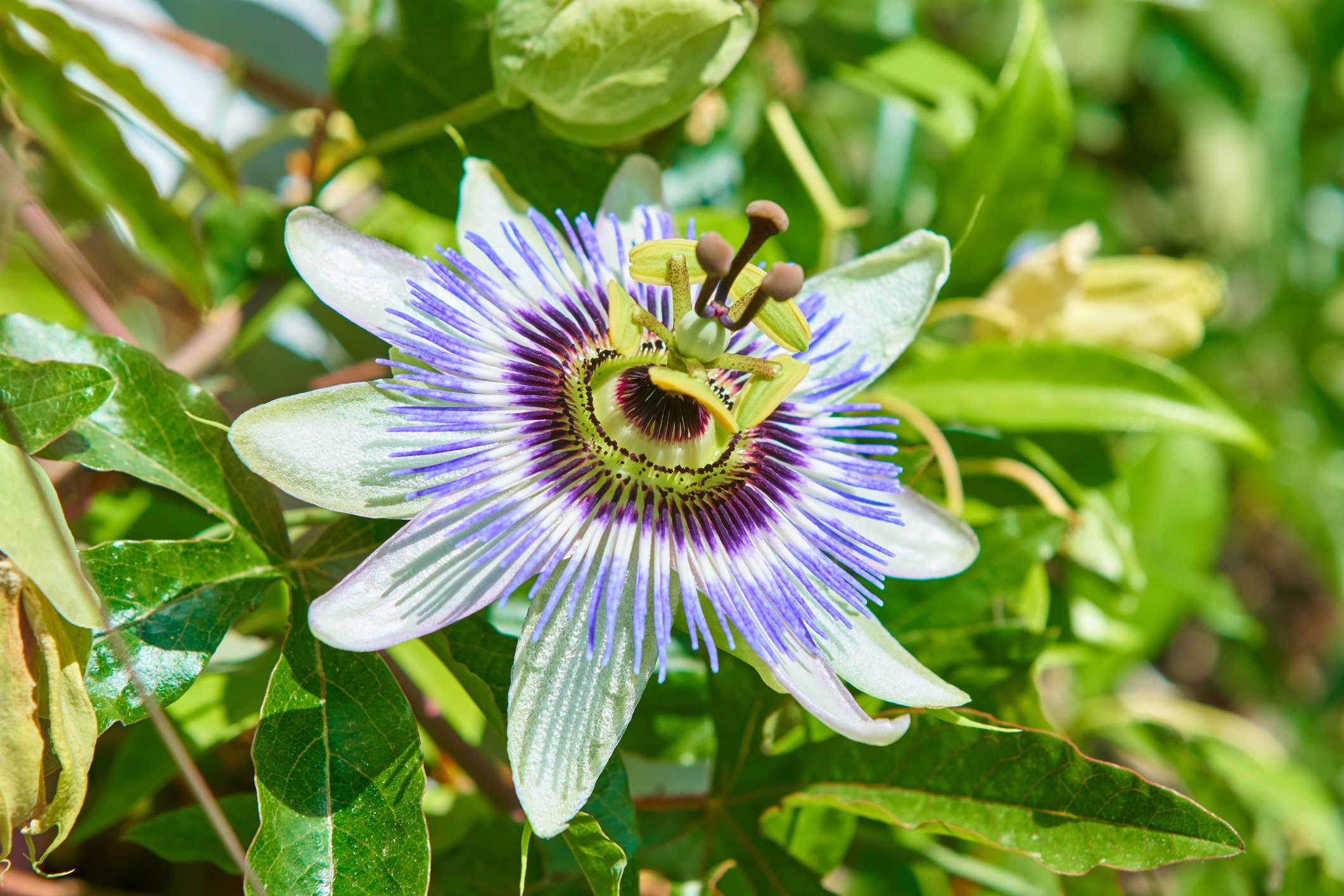 Passiflora caerulea 