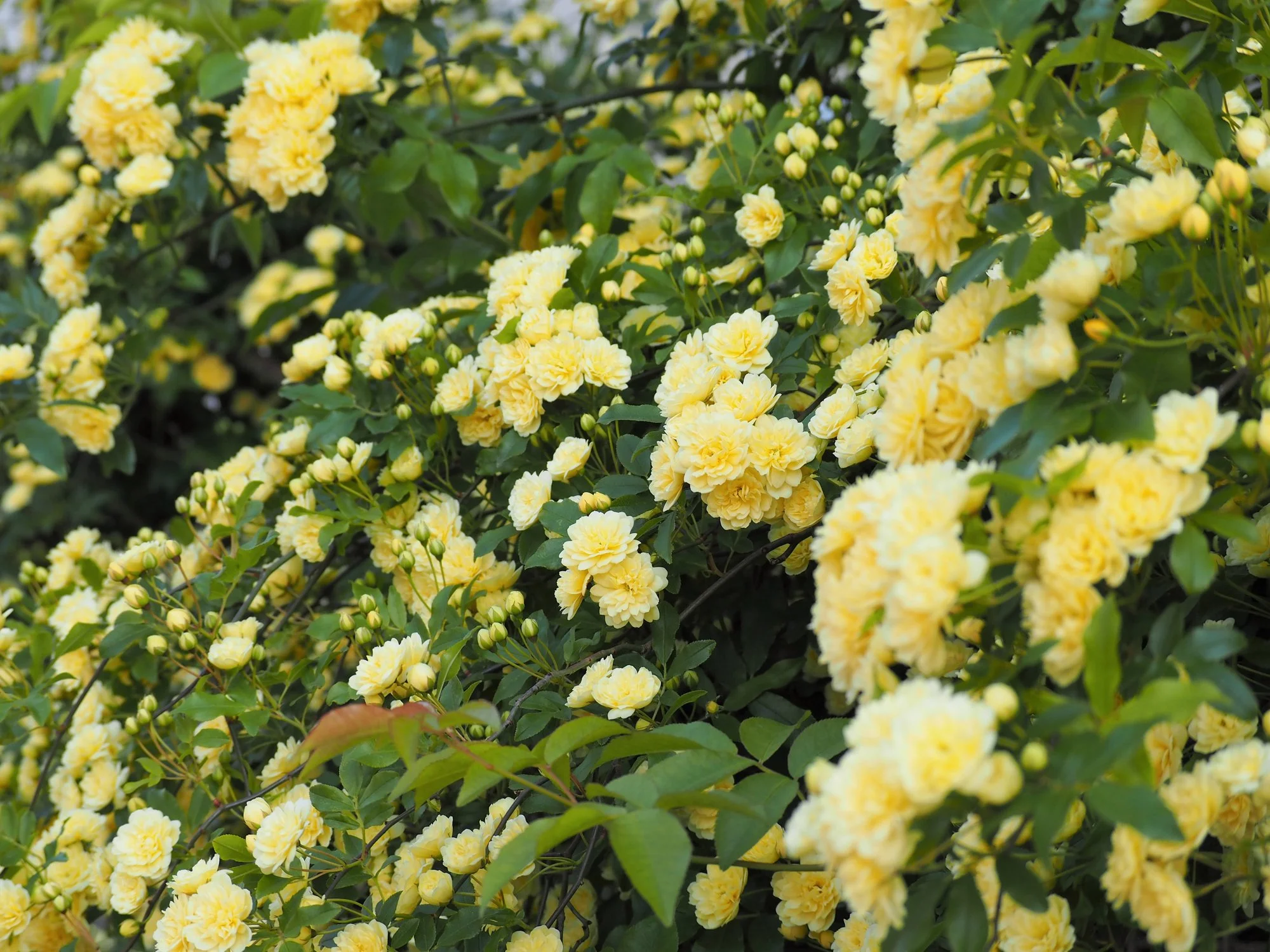 Rosa banksiae 'Lutea'