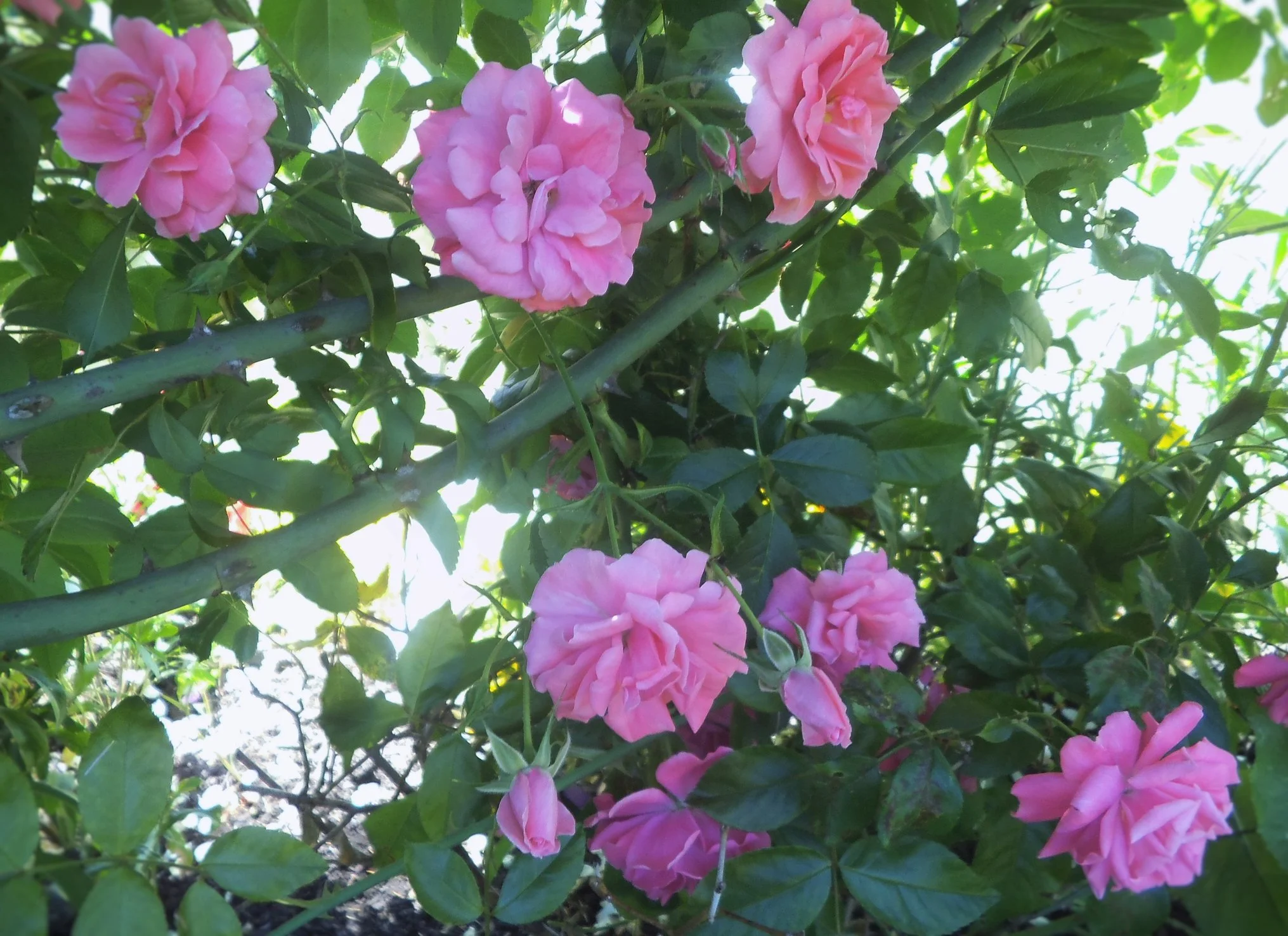   Rosa 'Climbing Cécile Brünner'