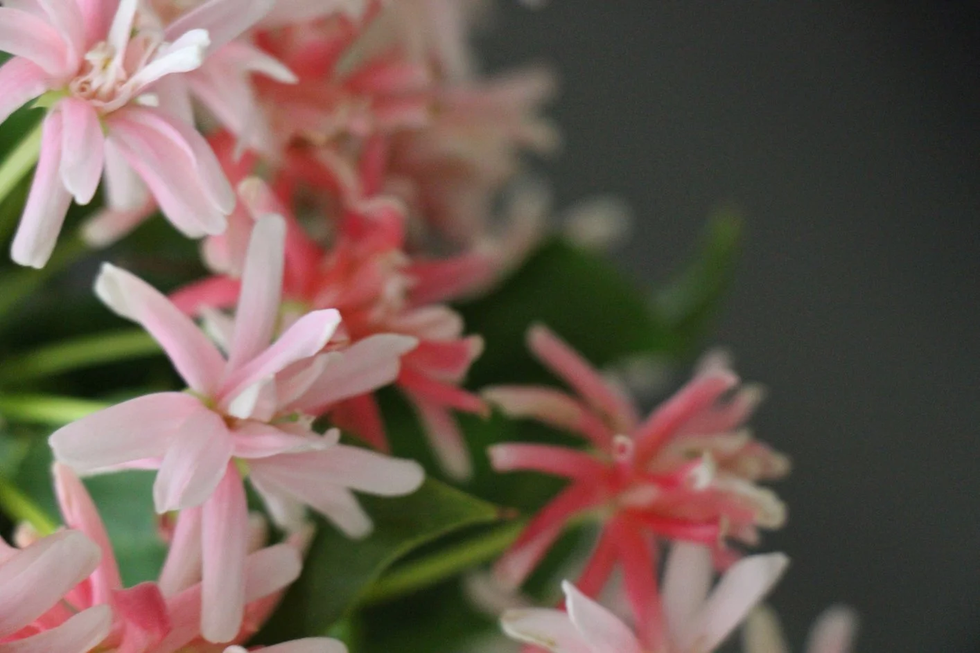 Trachelospermum jasminoides 'Pink Shower'