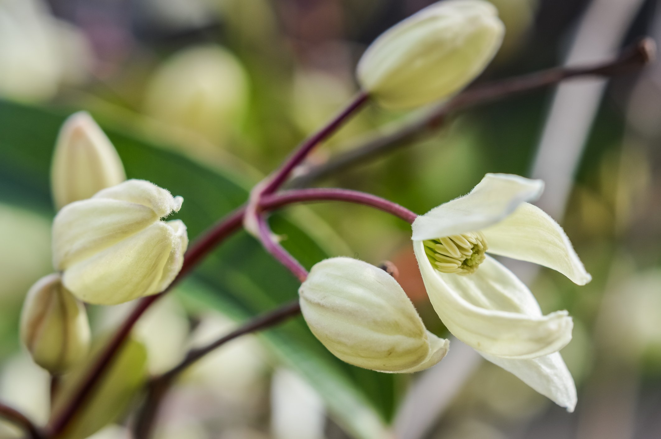 Clematis urophylla 'Winter Beauty'