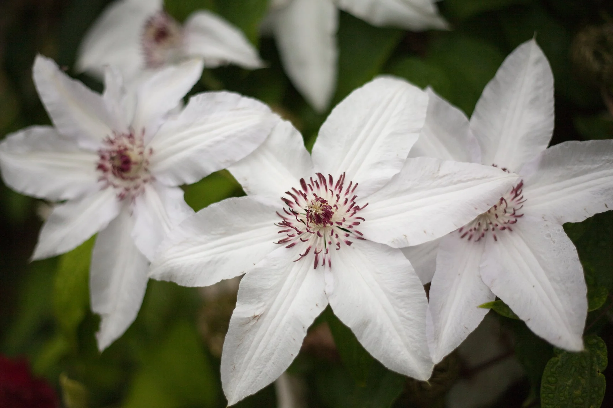 Clematis Princess Kate