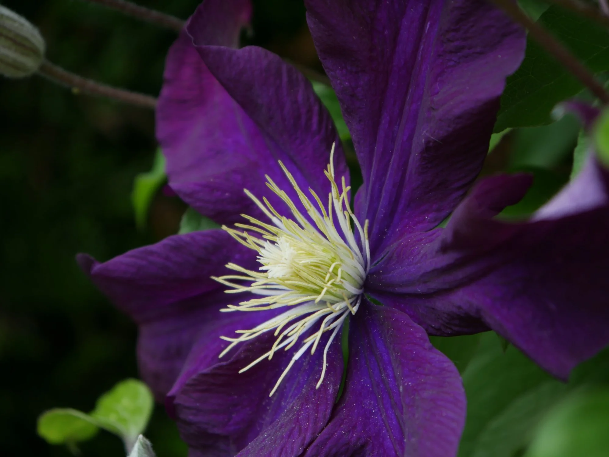 Clematis 'Étoile Violette'