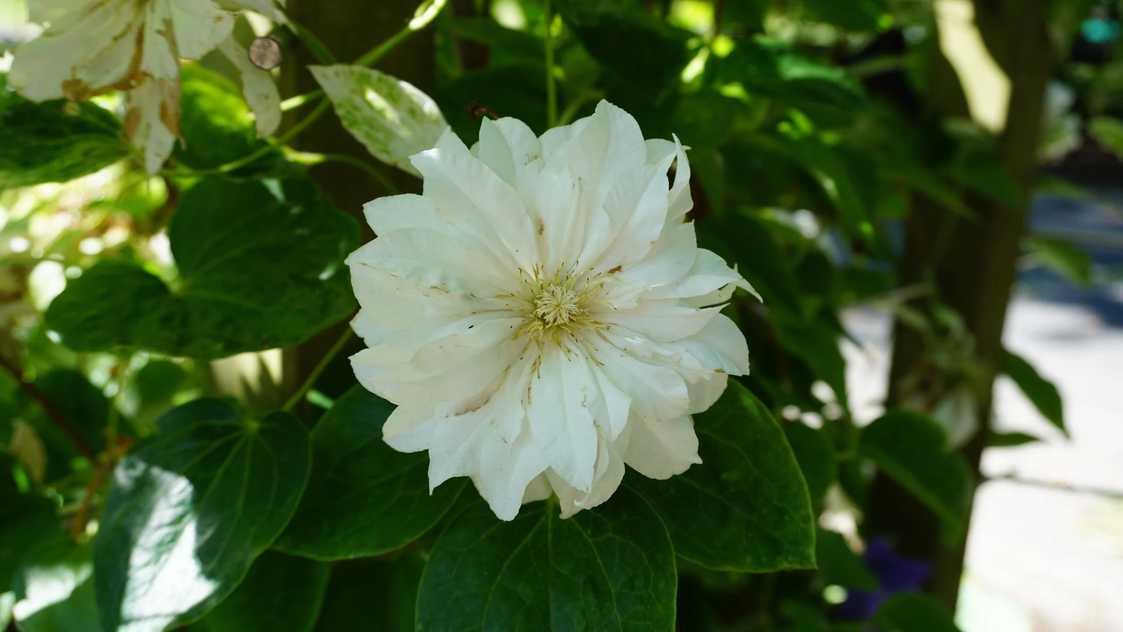Clematis 'Duchess of Edinburgh'