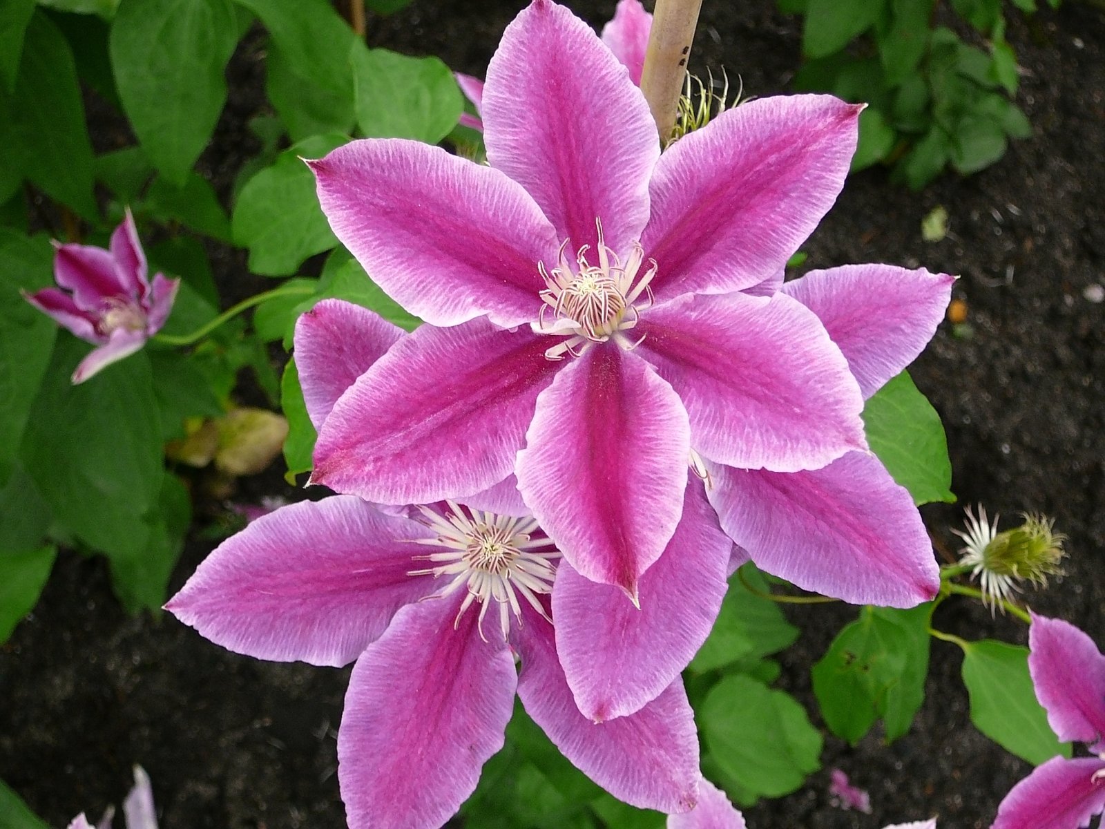 Clematis 'Dr Ruppel'