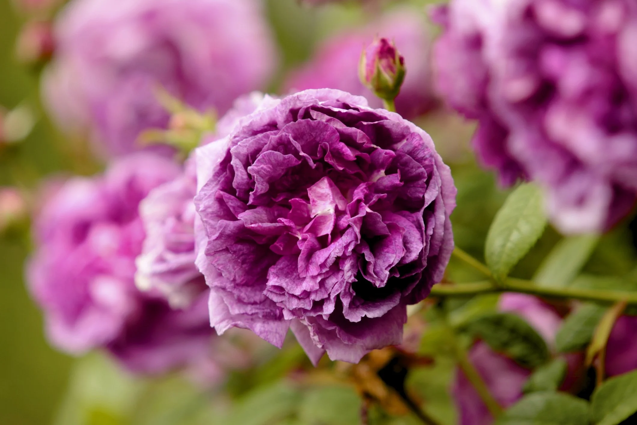 Rosa 'Alexandre Girault'