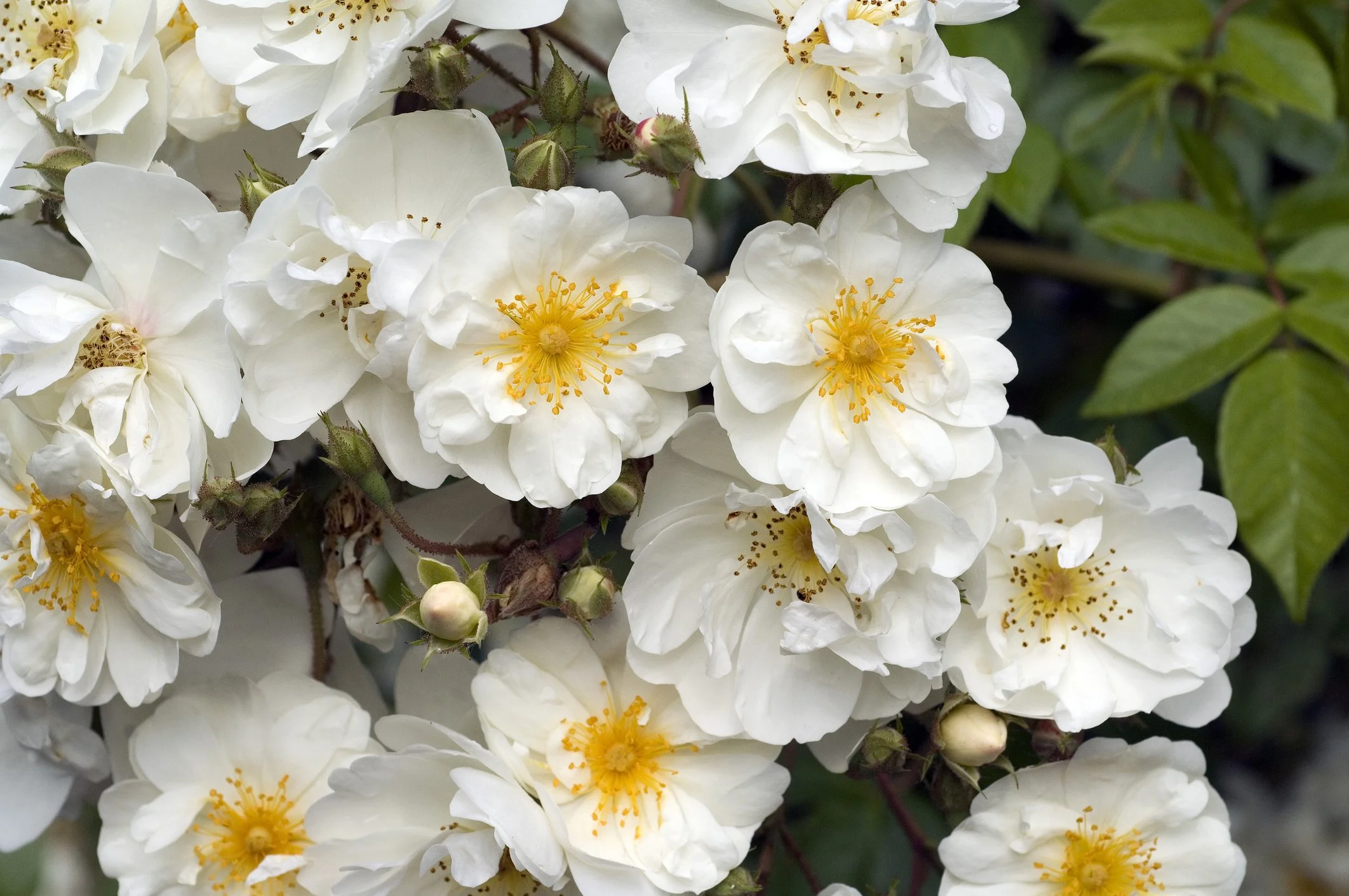 Rosa 'Rambling Rector'
