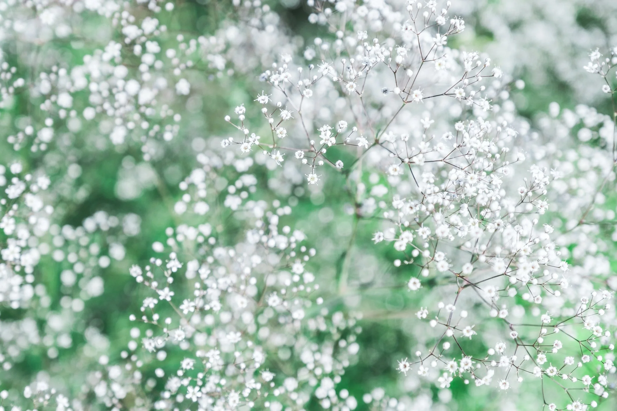 Gypsophila paniculata