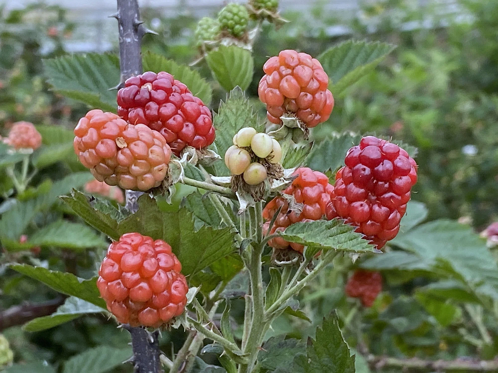 Rubus × loganobaccus 'Ly 654' 