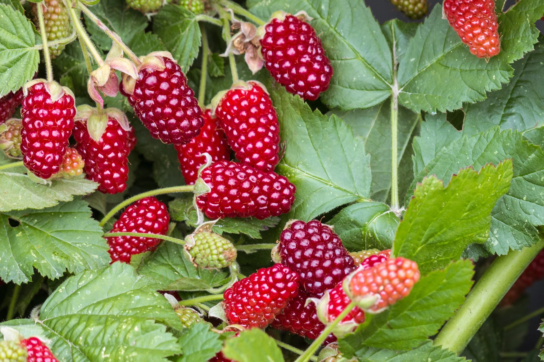 Rubus Tayberry