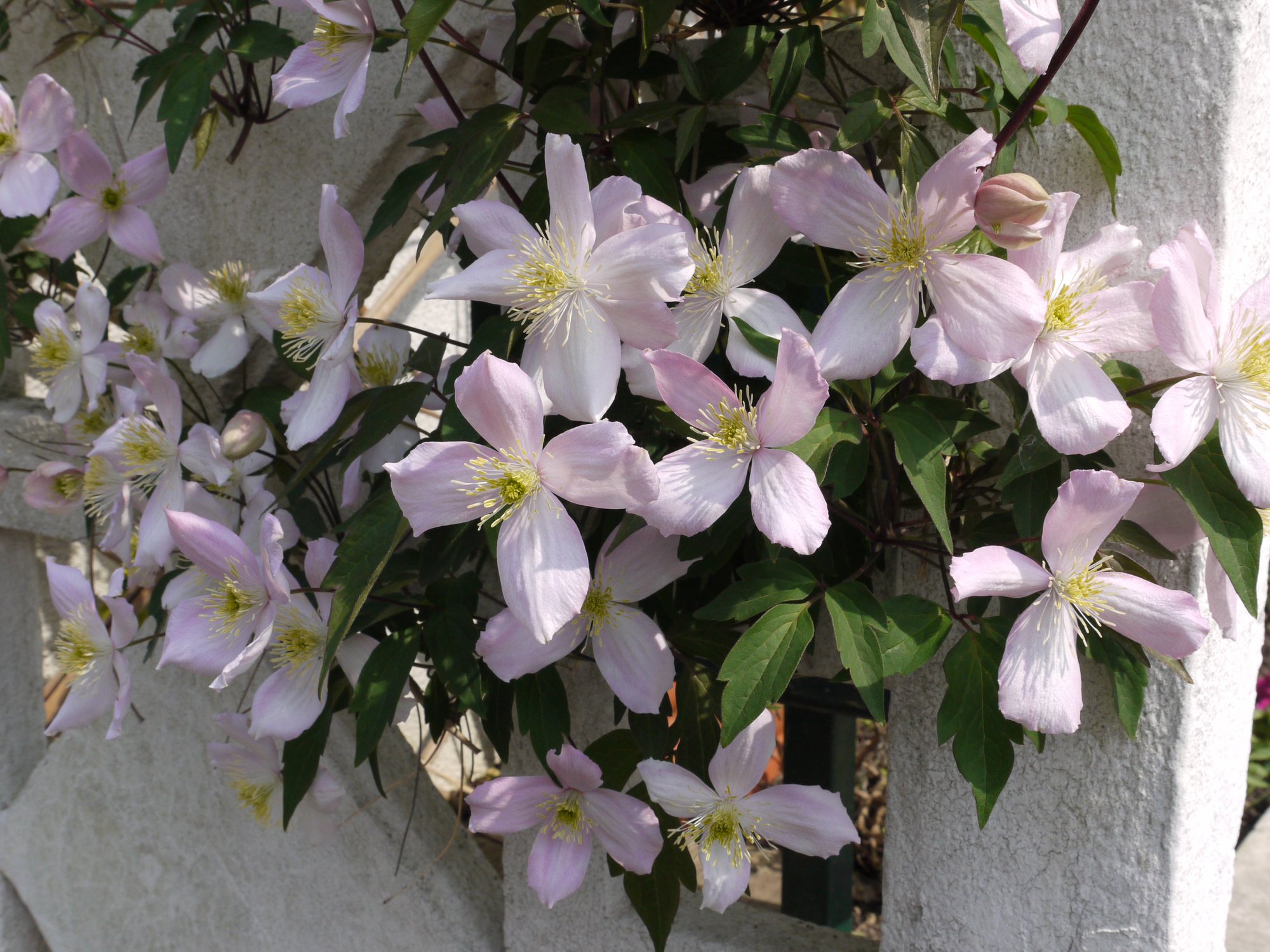 Clematis 'Apple Blossom'