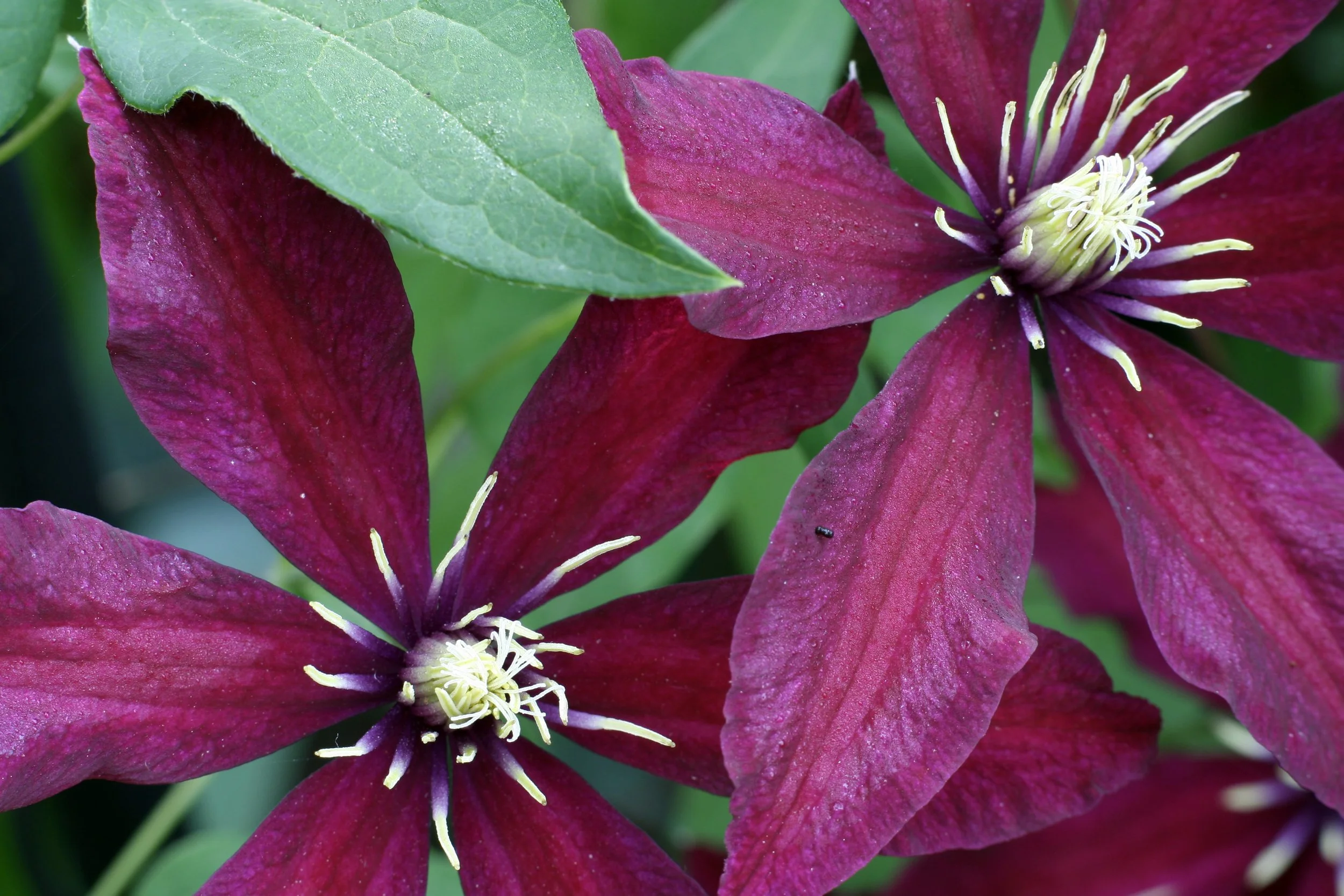 Clematis 'Gravetye Beauty'