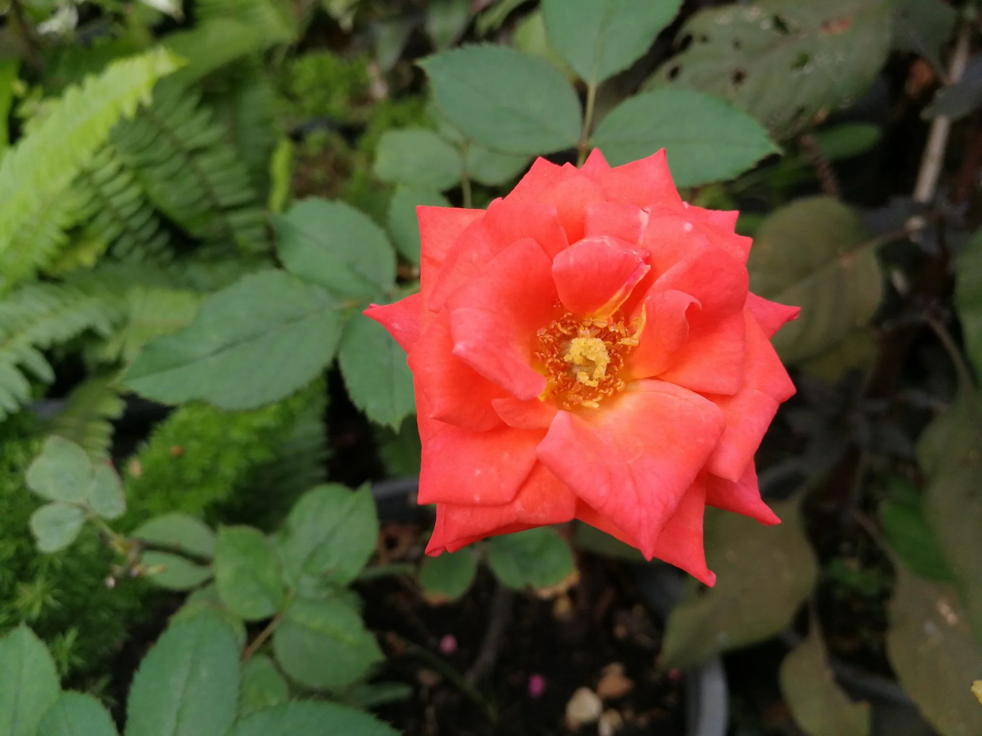 Rosa 'Warm Welcome'
