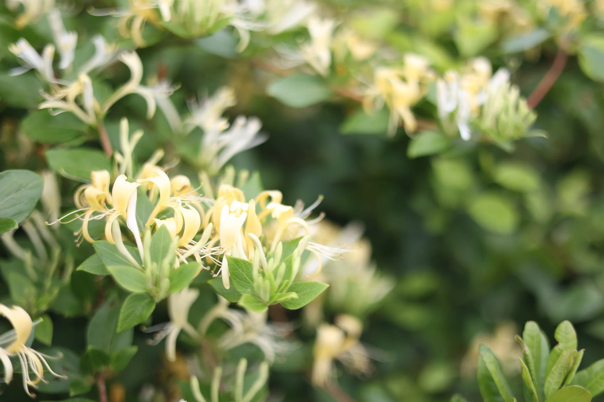 Lonicera periclymenum 'Graham Thomas'