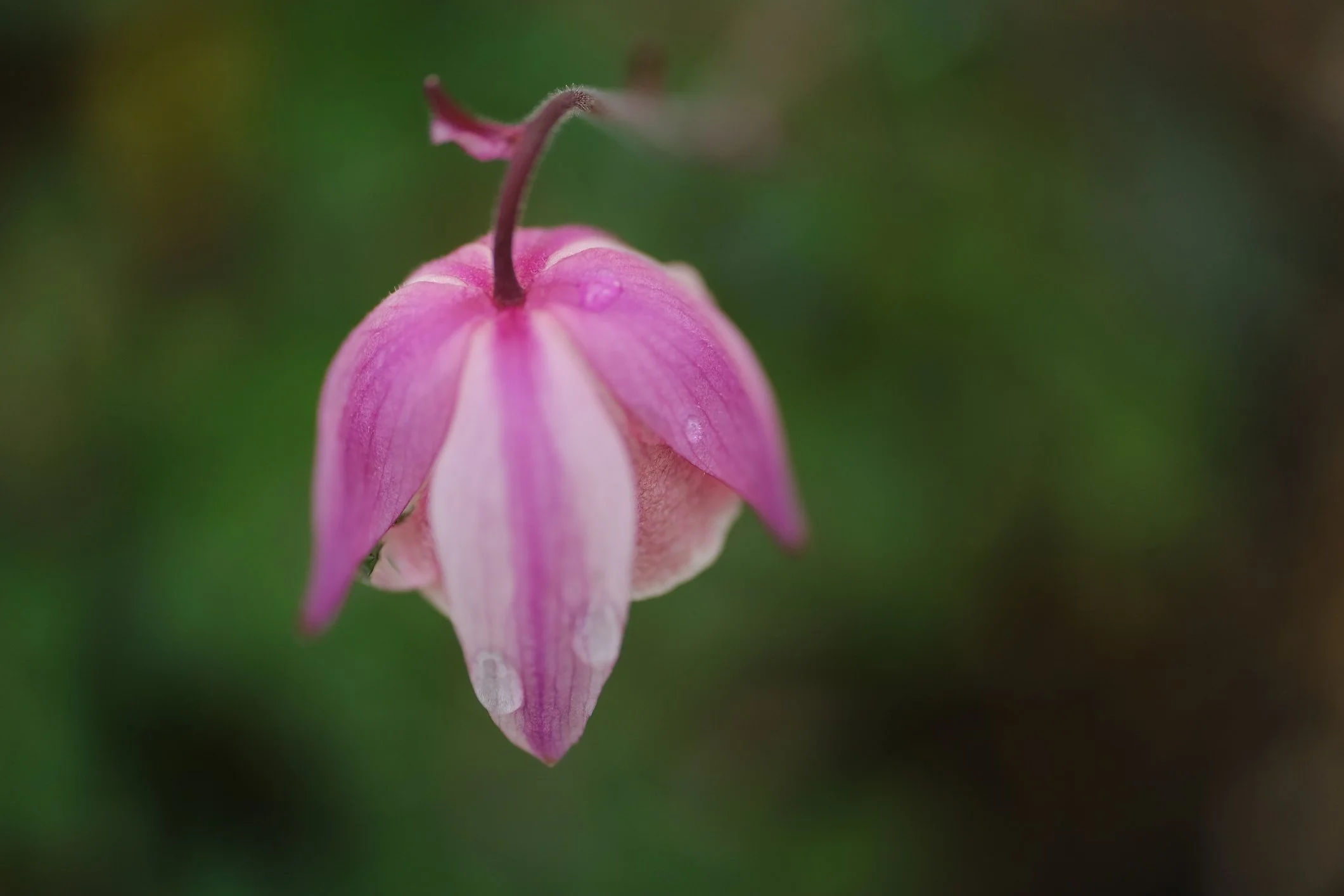 Clematis 'Jacqueline du Pré'