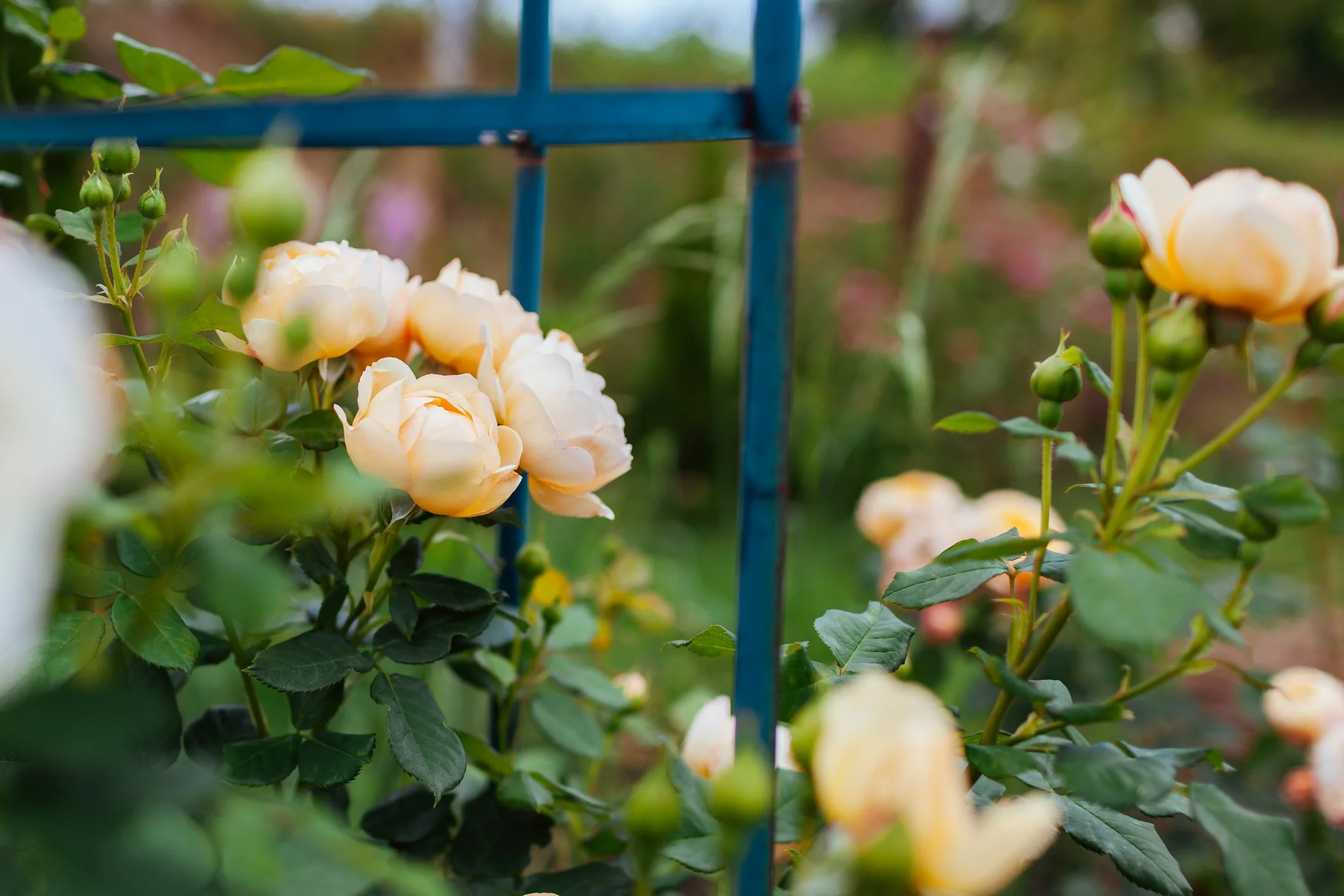 Rosa 'Wollerton Old Hall'