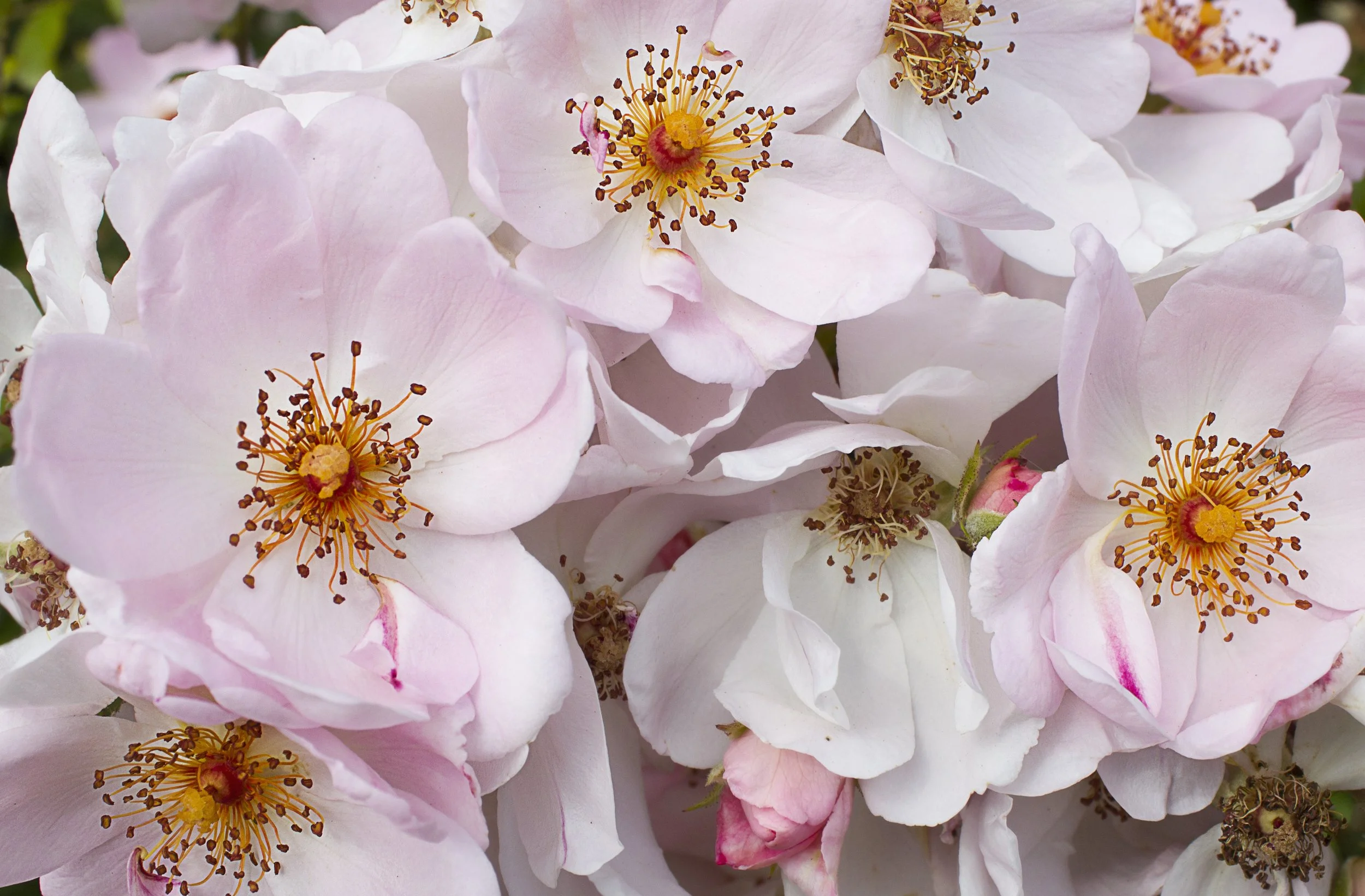 Rosa 'Blush Noisette'