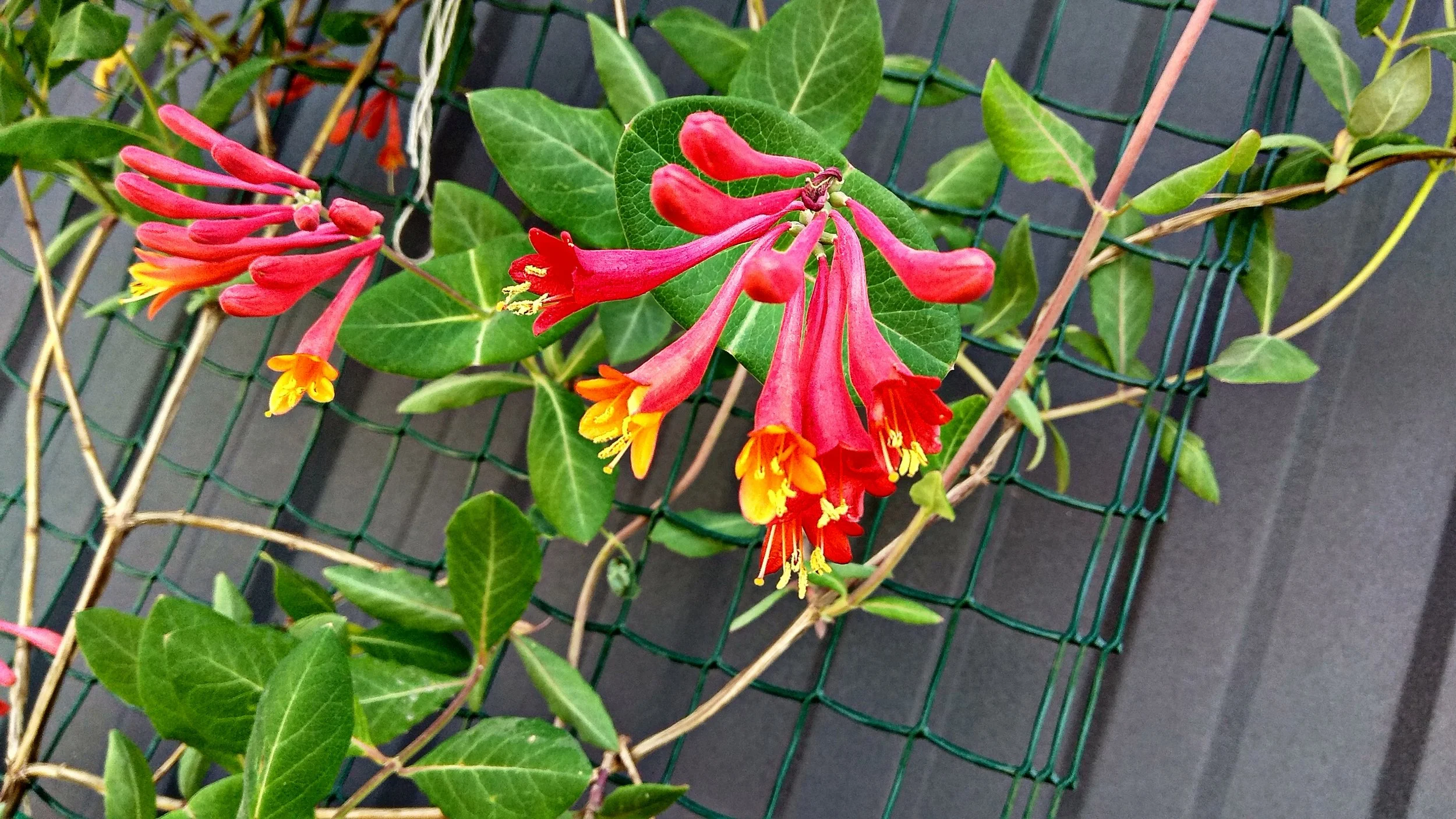 Lonicera x heckrottii  'Gold Flame'