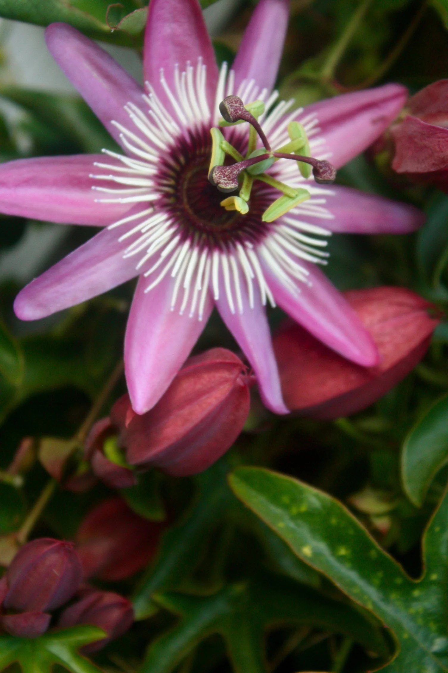 Passiflora caerulea 'Rubra'