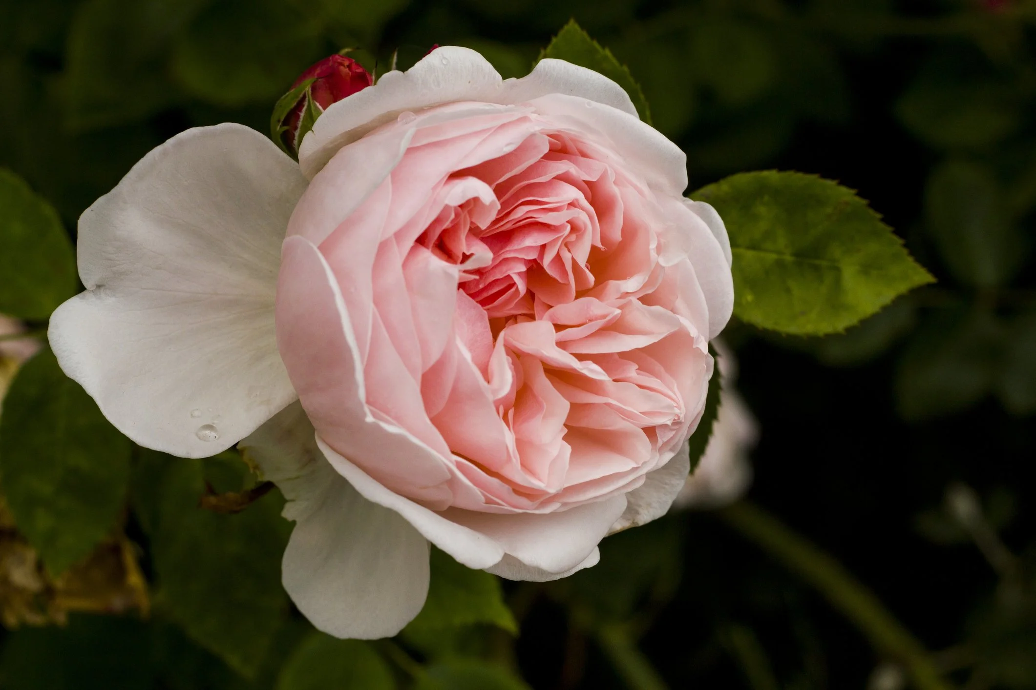 Rosa 'The Generous Gardener'