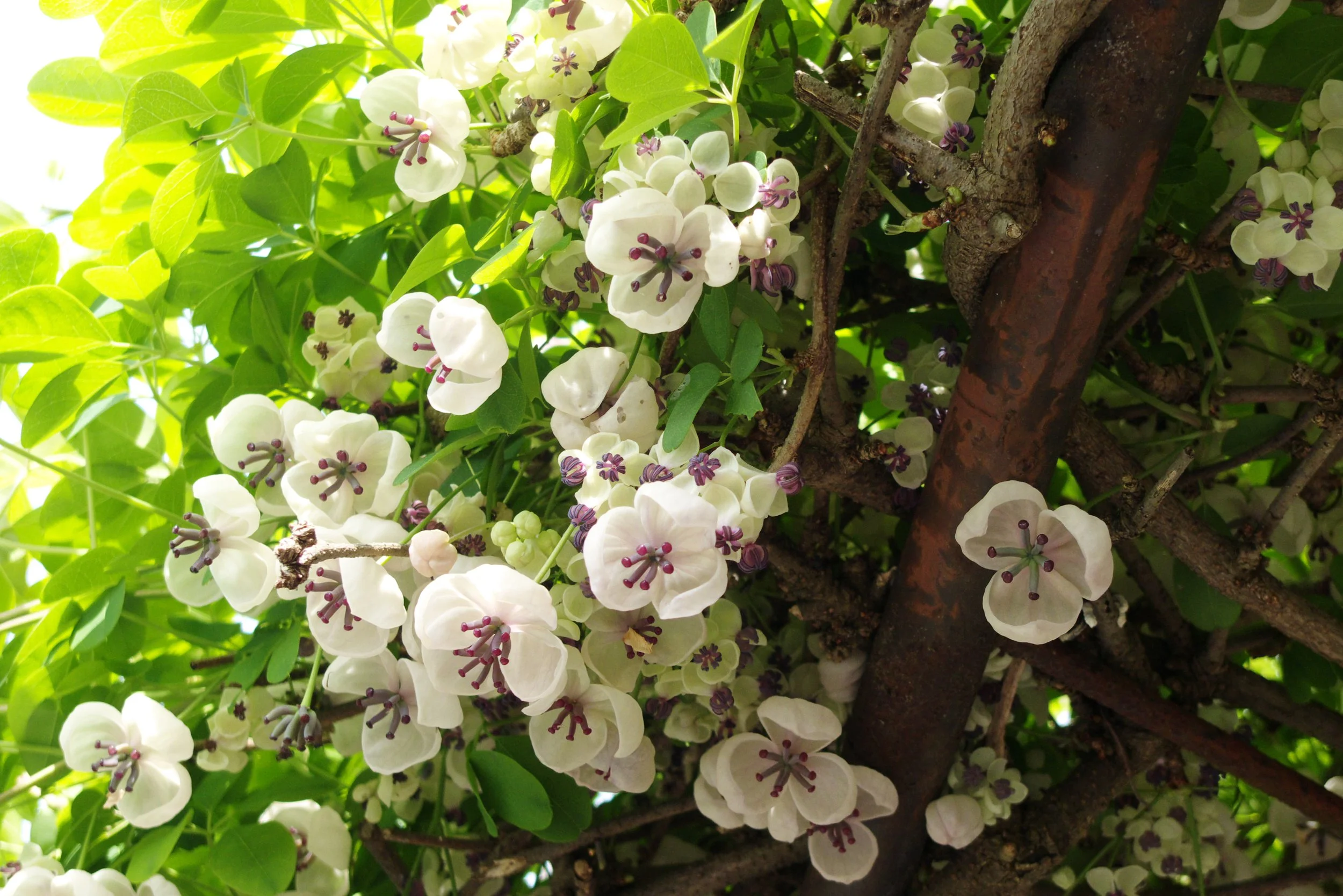 Akebia quinata cream-flowered