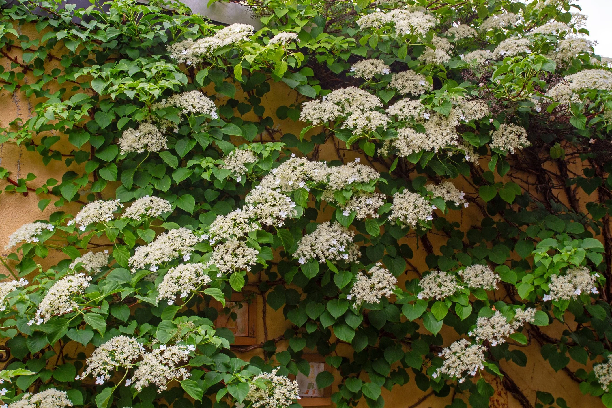 Pileostegia viburnoides