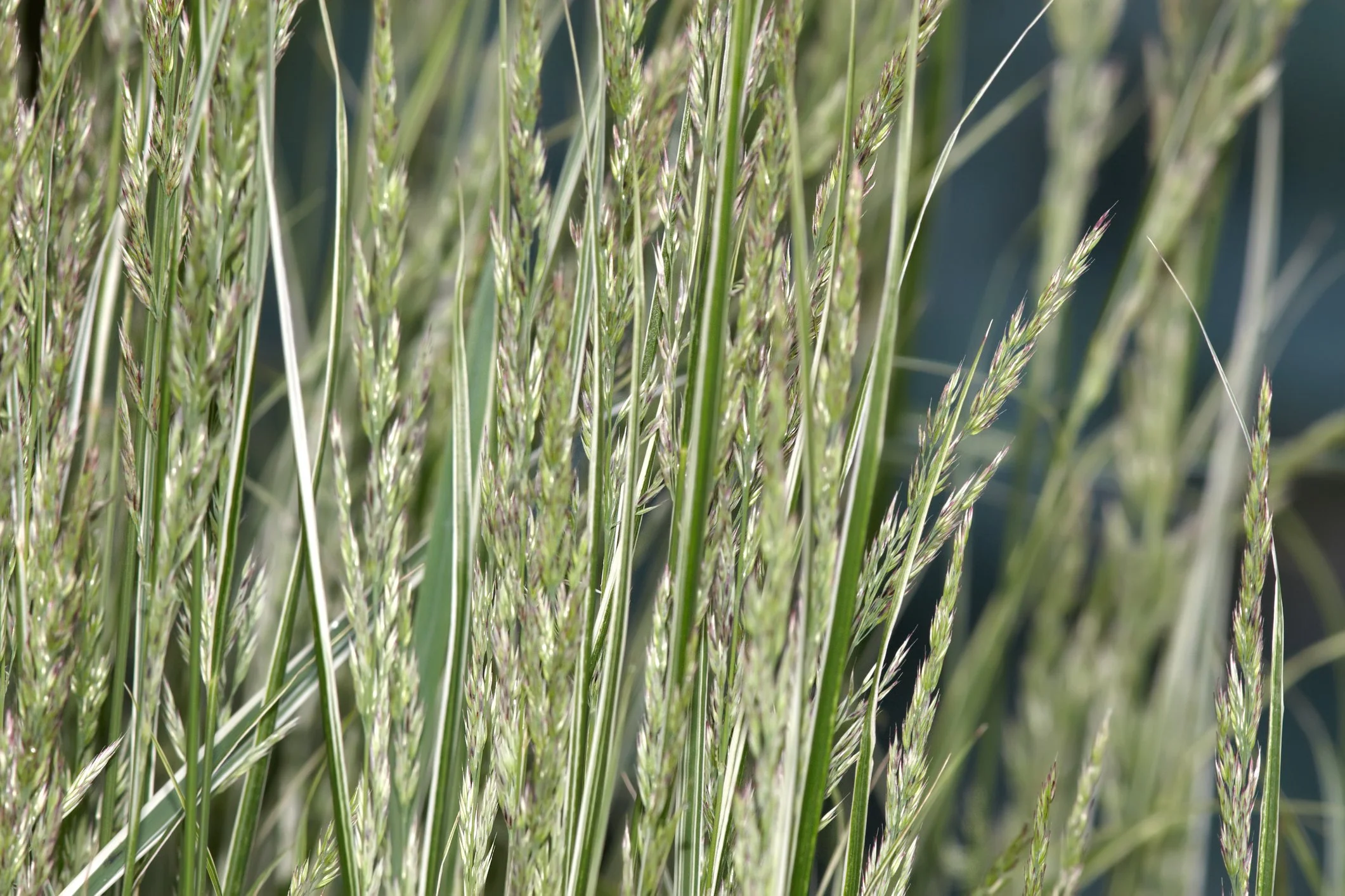 Calamagrostis × acutiflora 'Overdam’