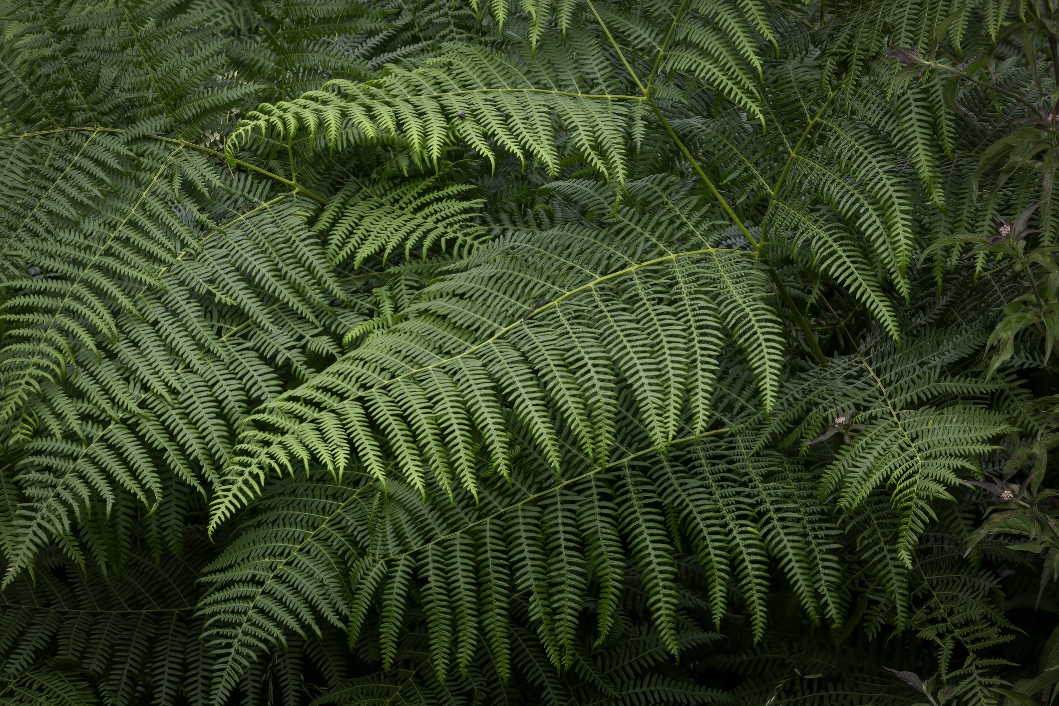 Dryopteris filix-mas