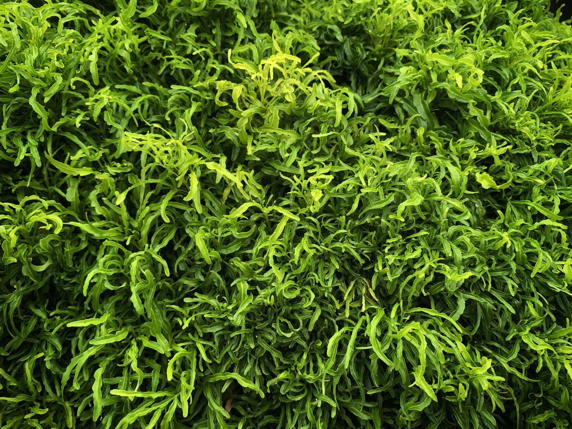 Dryopteris filix-mas 'Linearis Polydactyla’