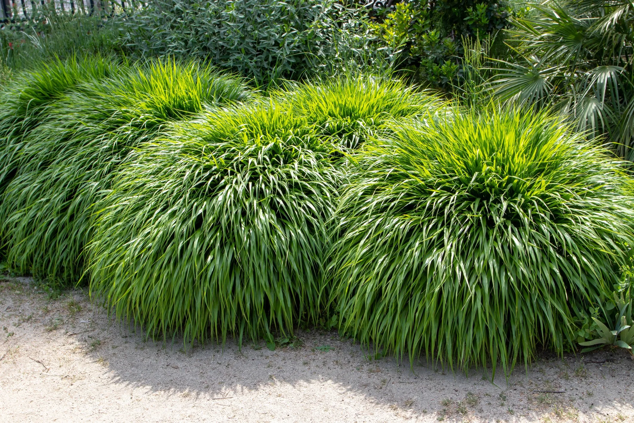 Hakonechloa macra 
