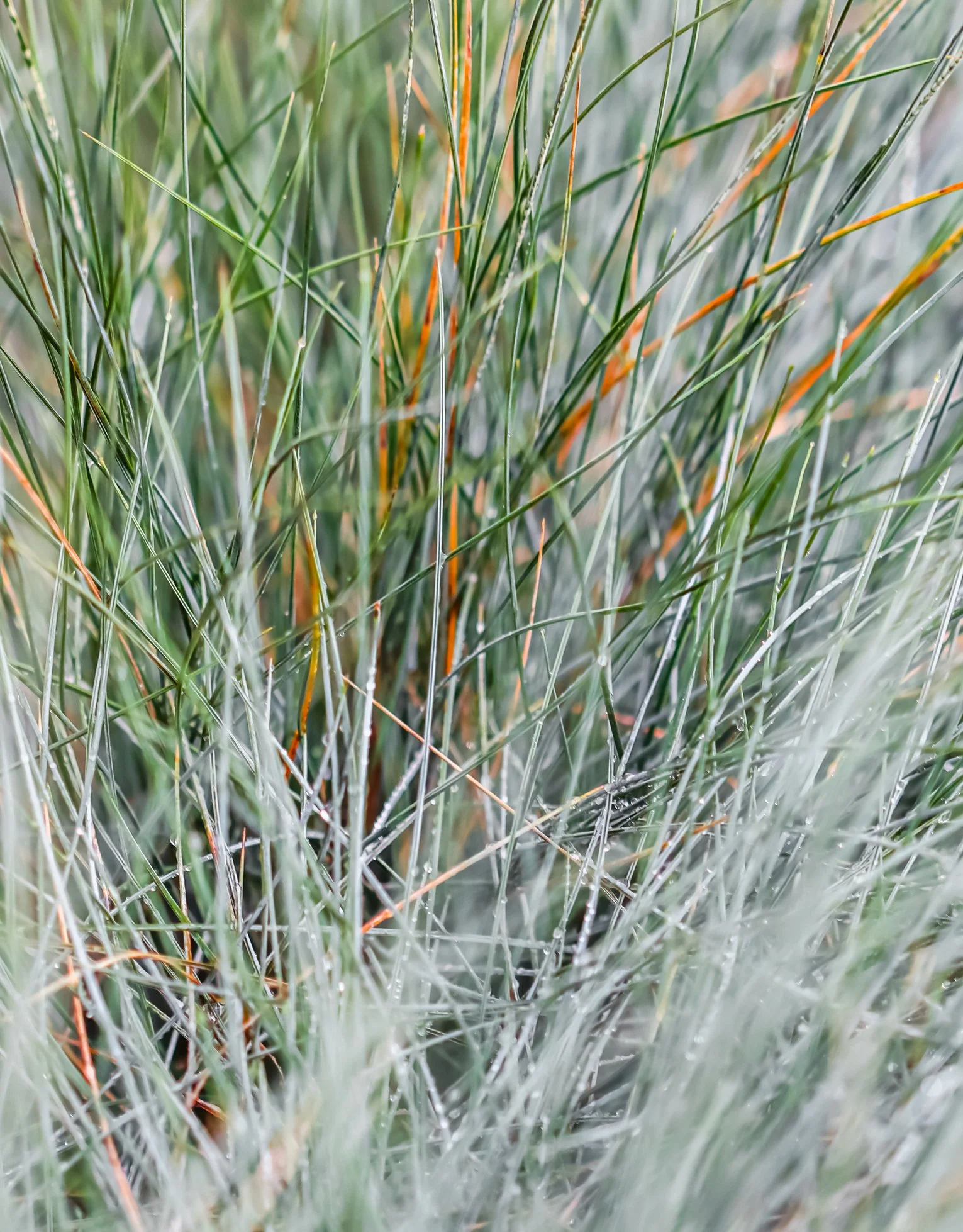 Festuca glauca Sunrise