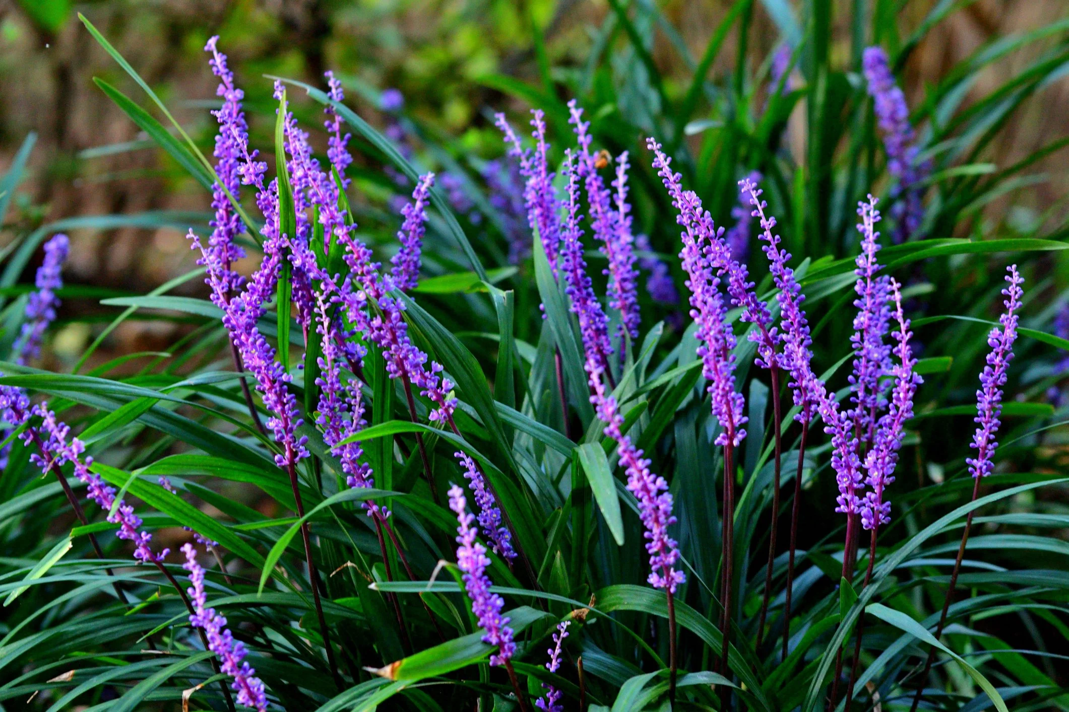 Liriope muscari