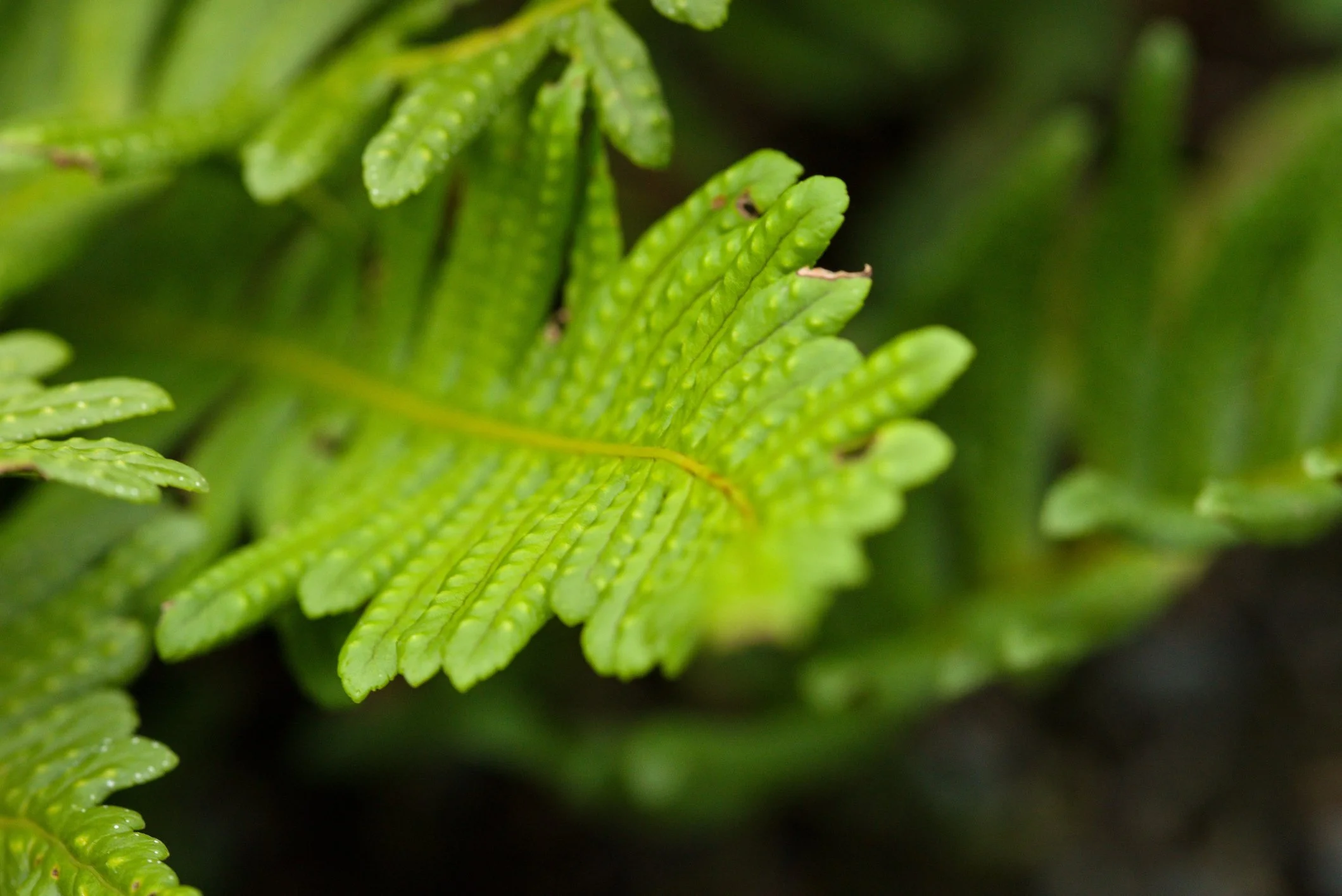 Polypodium vulgare