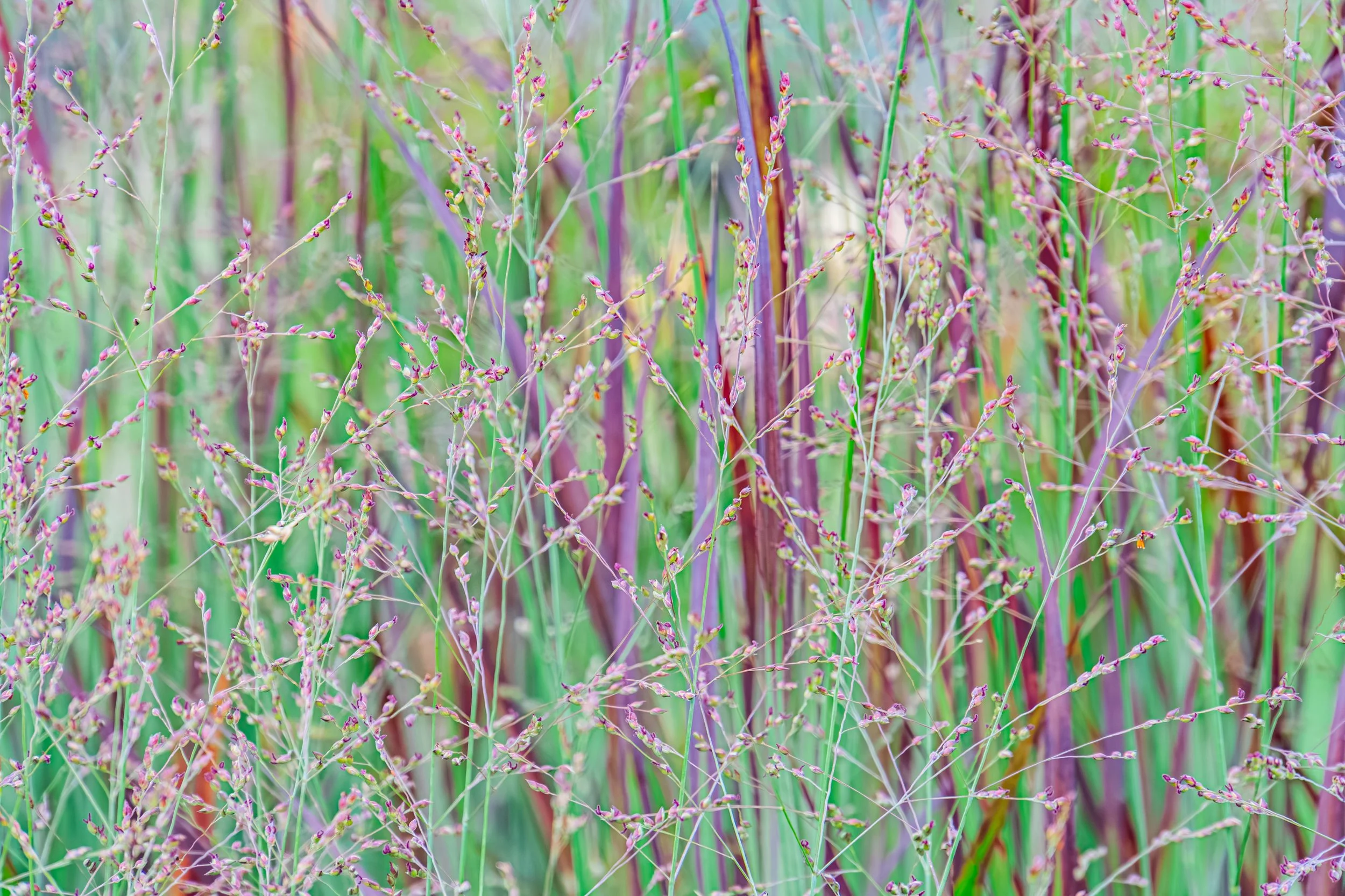 Panicum virgatum 'Cheyenne Sky'