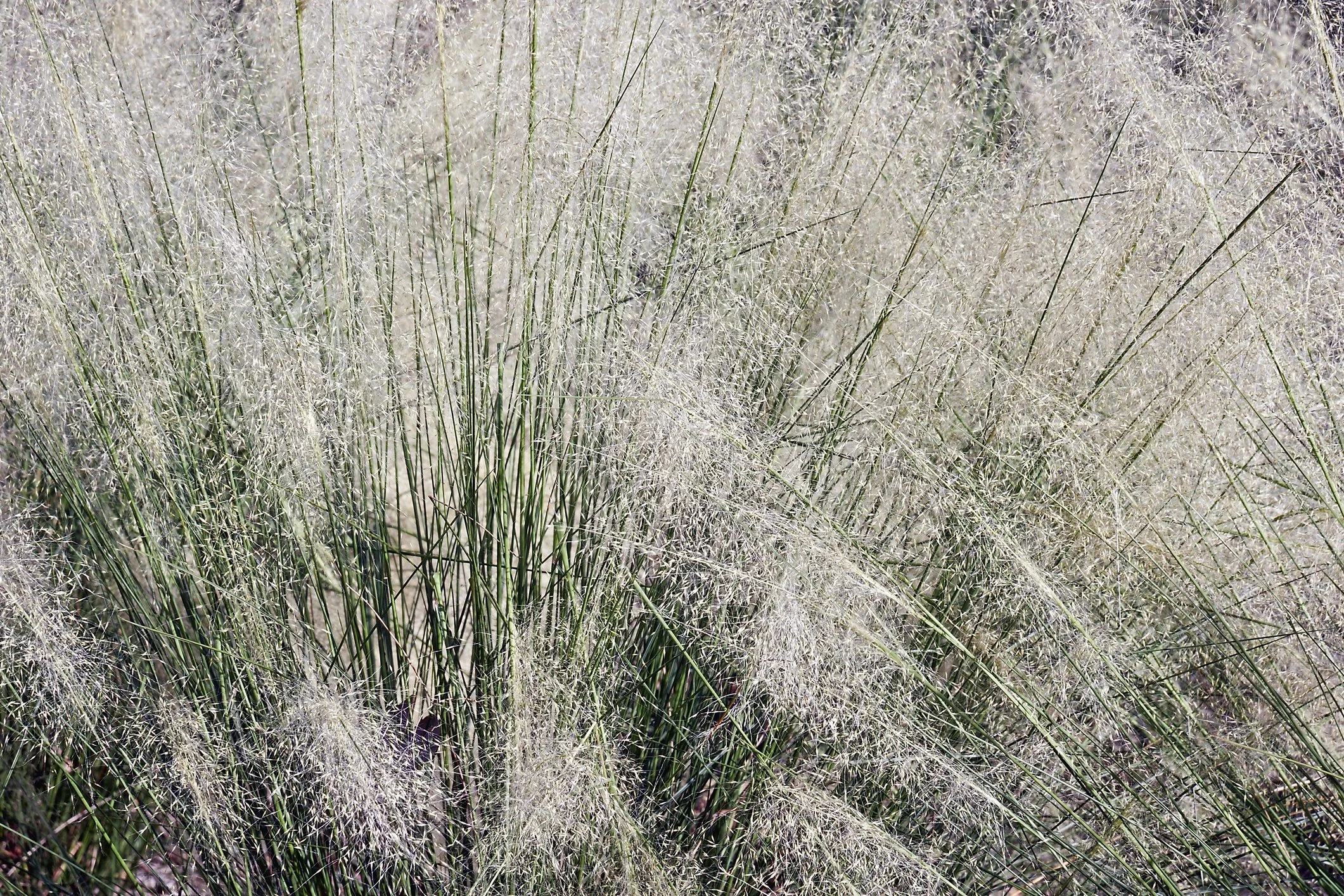 Muhlenbergia capillaris ‘White Cloud’
