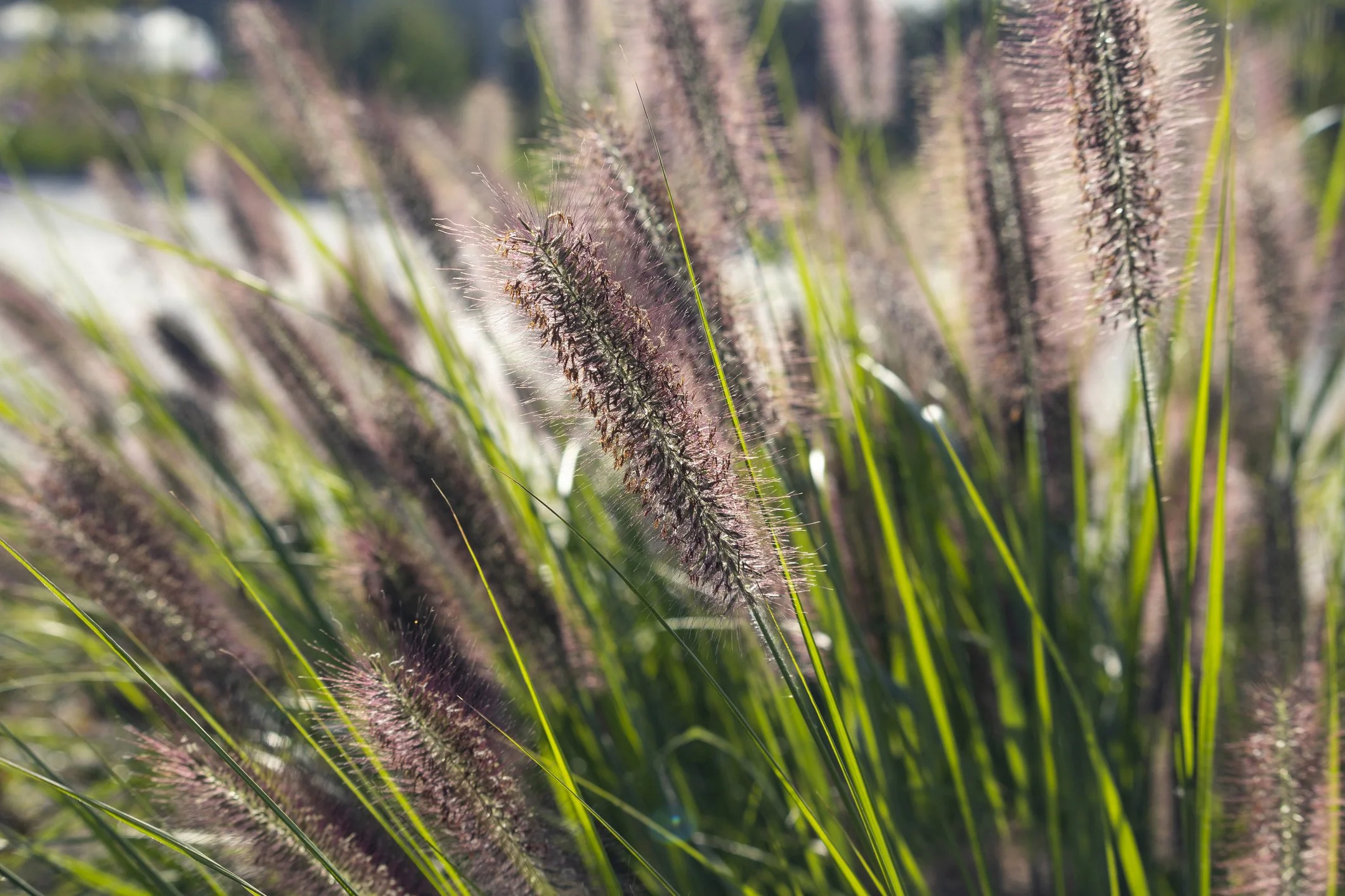 Pennisetum alopecuroides 'Red Head'
