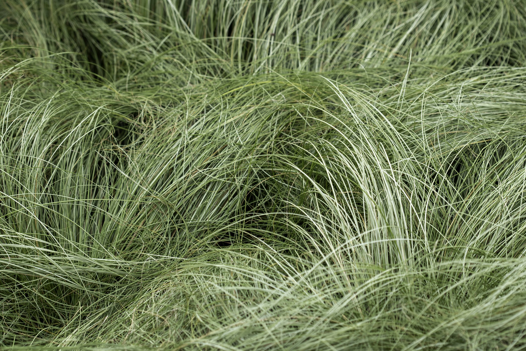 Carex comans 'Frosted Curls'