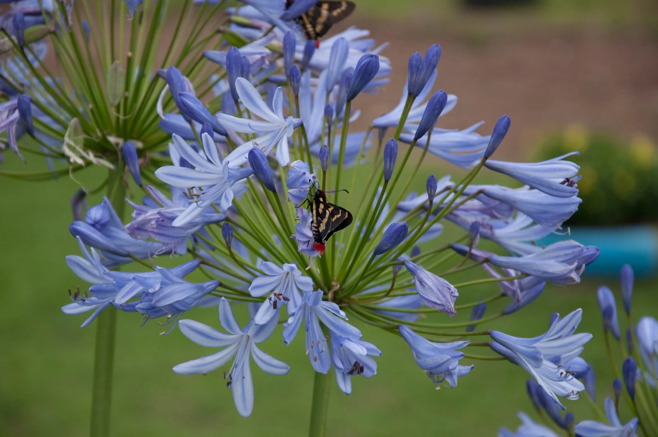 Agapanthus ‘Columba’ 