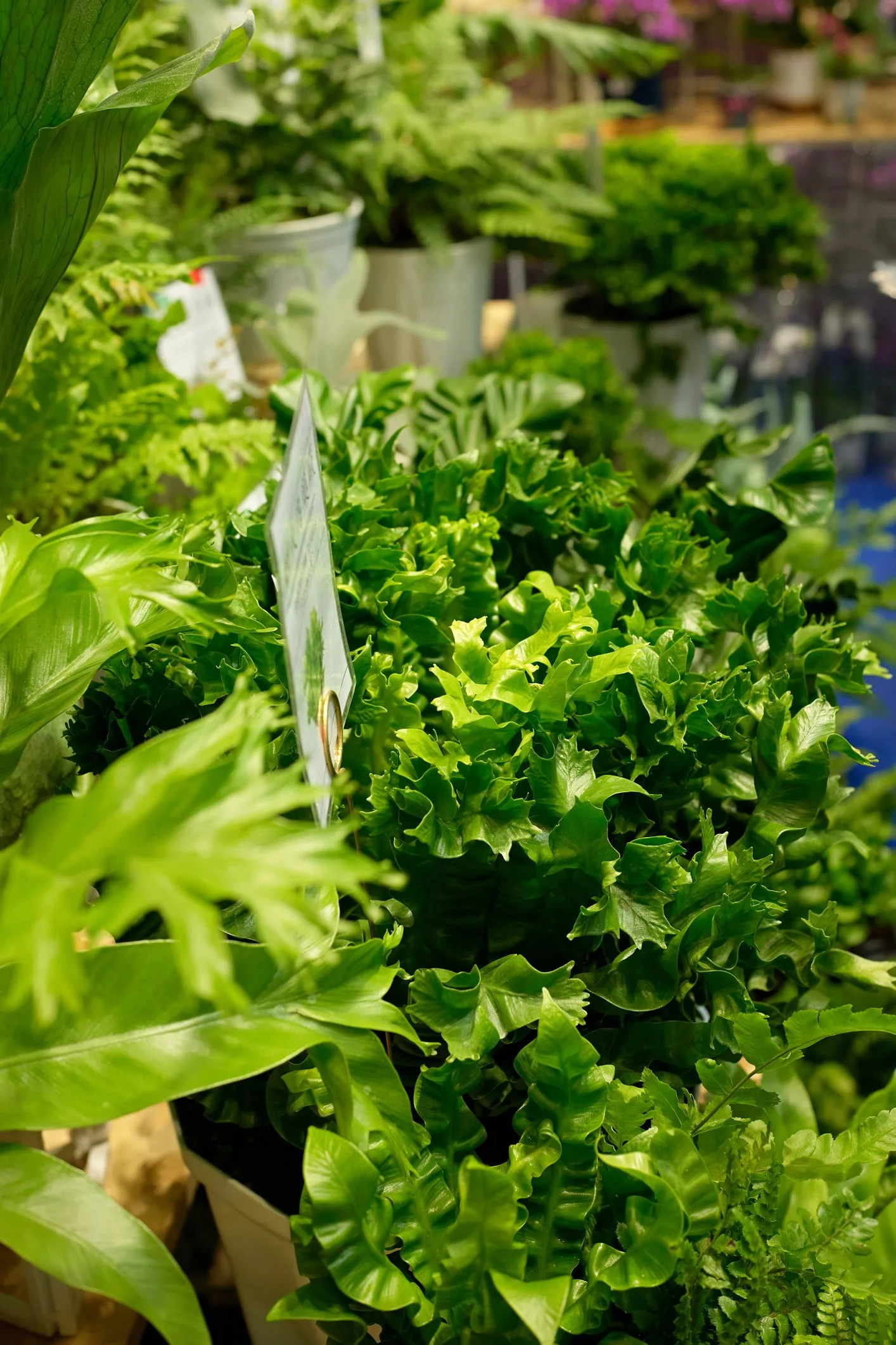 Asplenium scolopendrium 'Cristata'