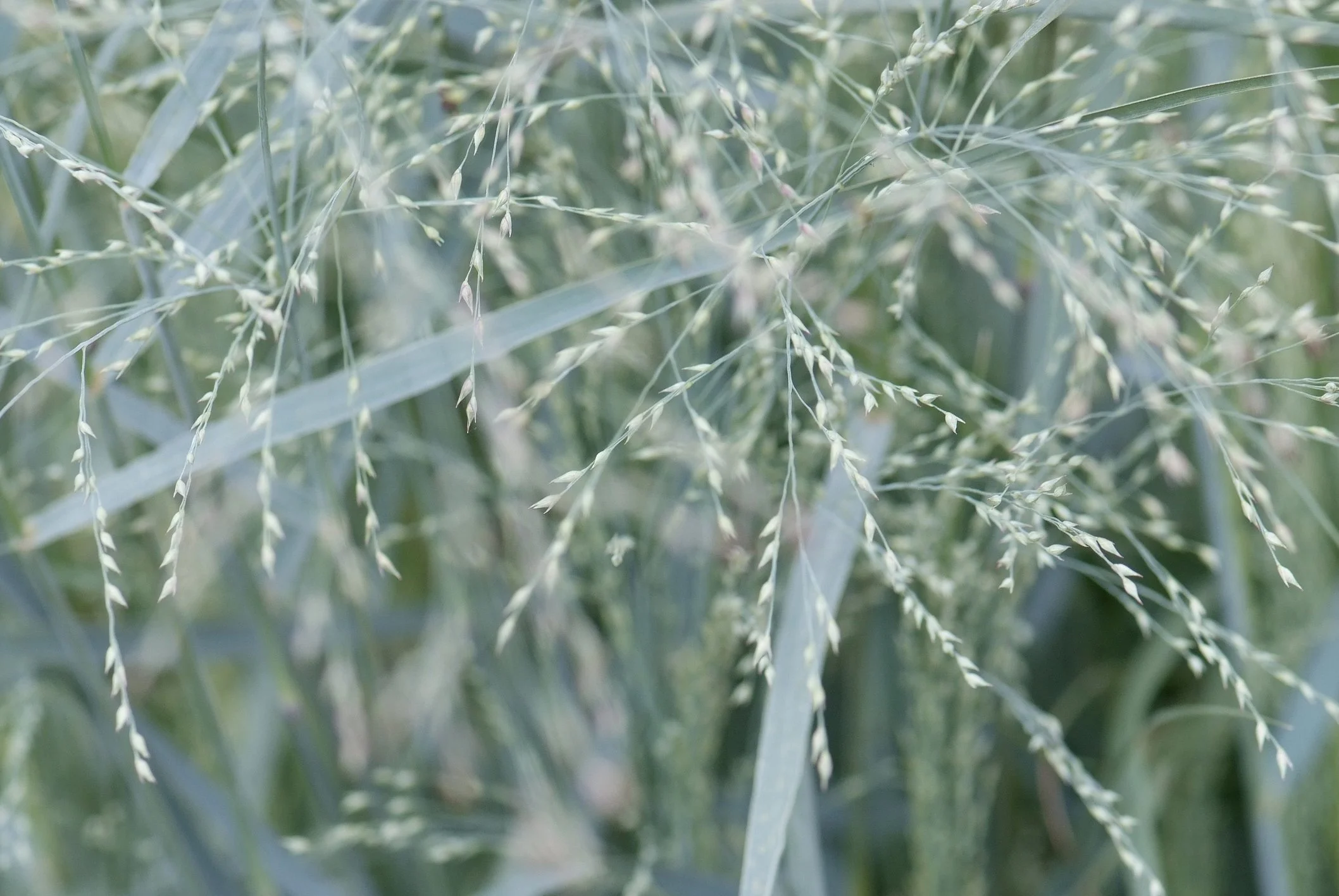 Panicum virgatum 'Northwind'