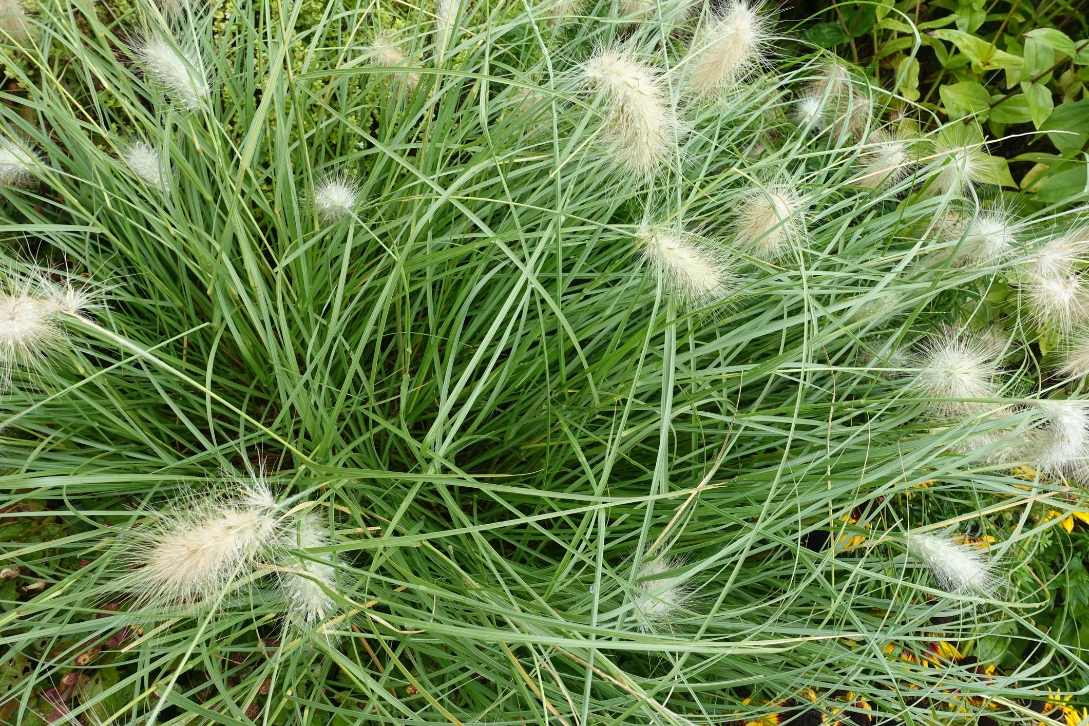 Pennisetum alopecuroides 'Little Bunny'